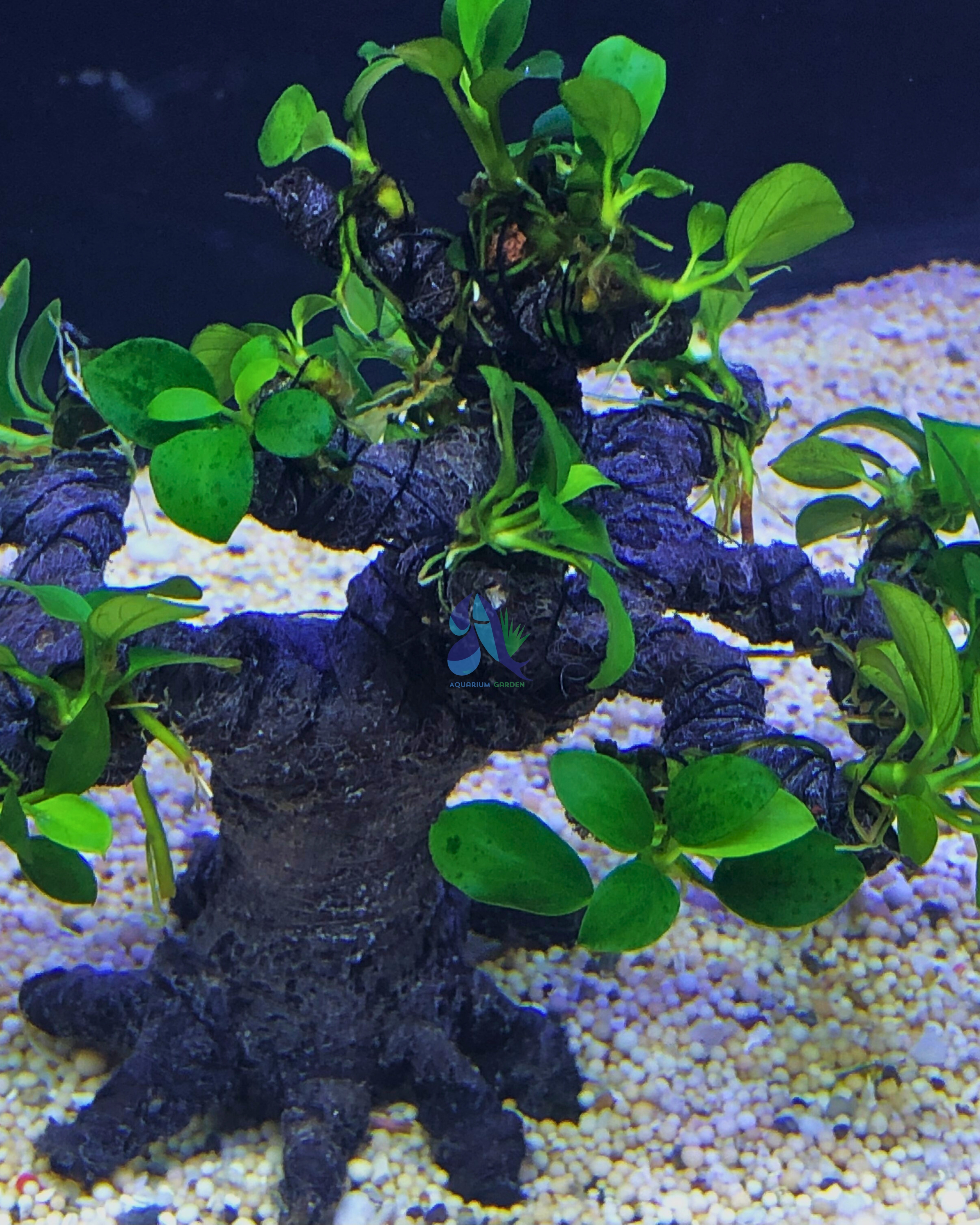 Anubias on Bonsai Driftwood