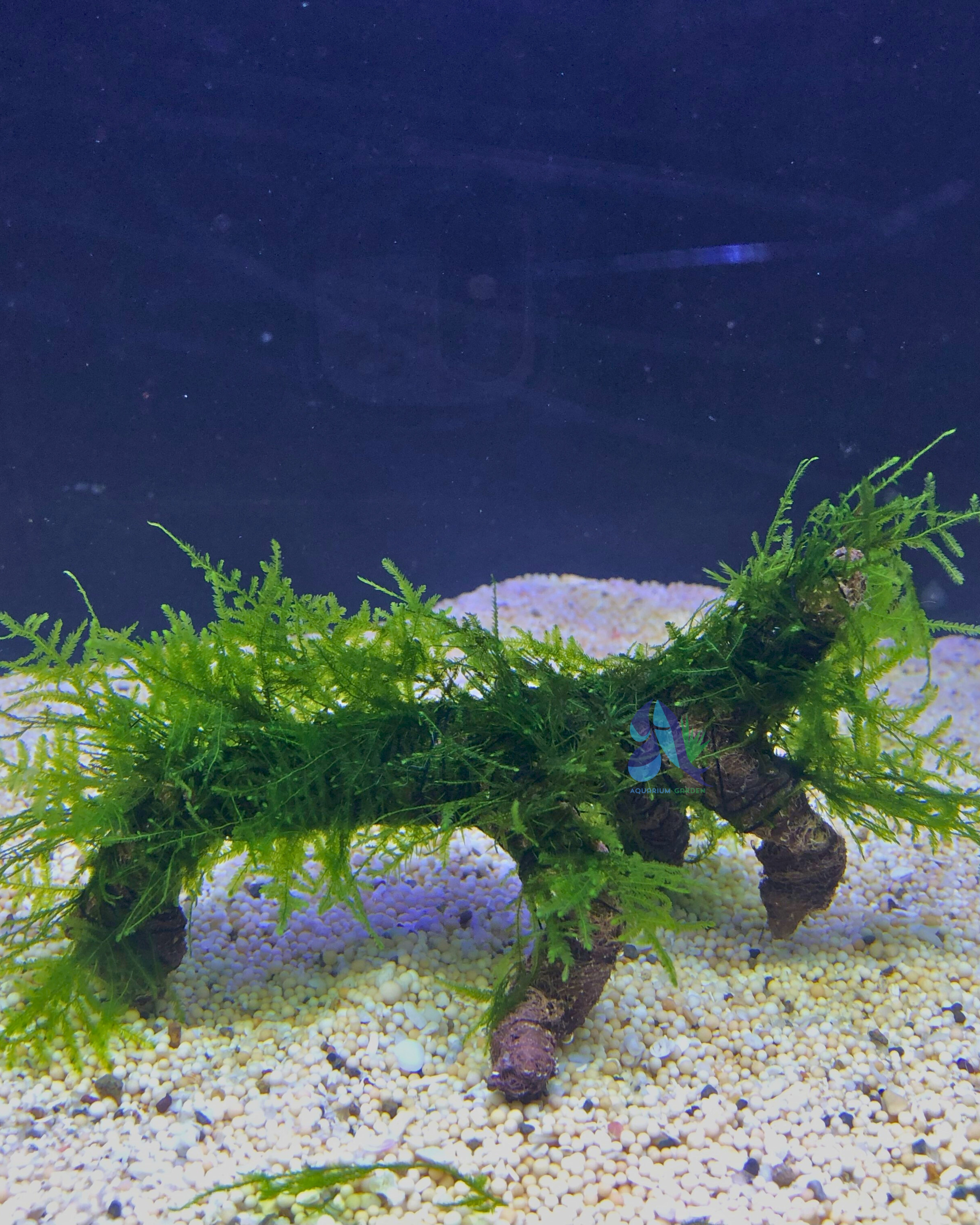 Java moss on Driftwood
