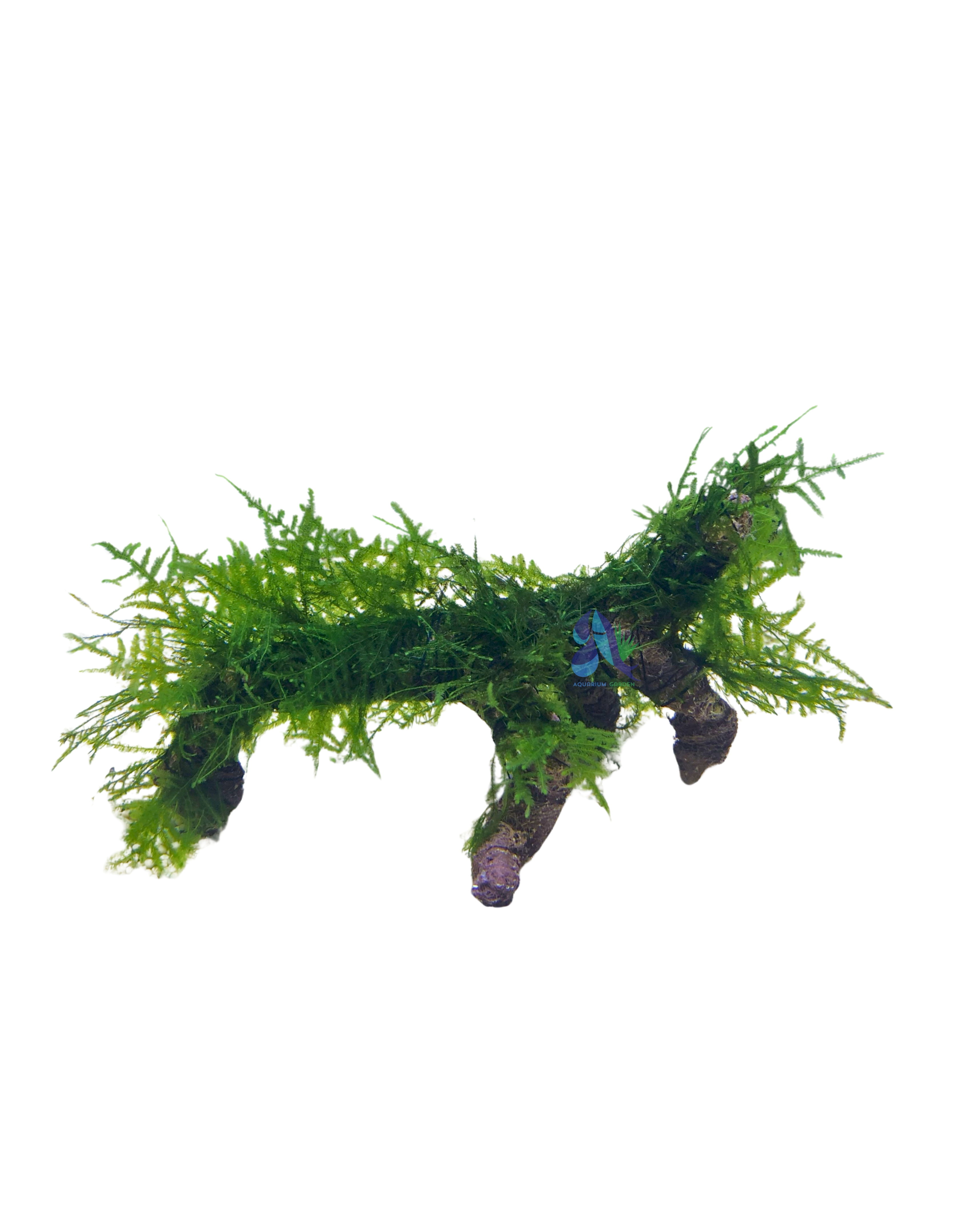Java moss on Driftwood