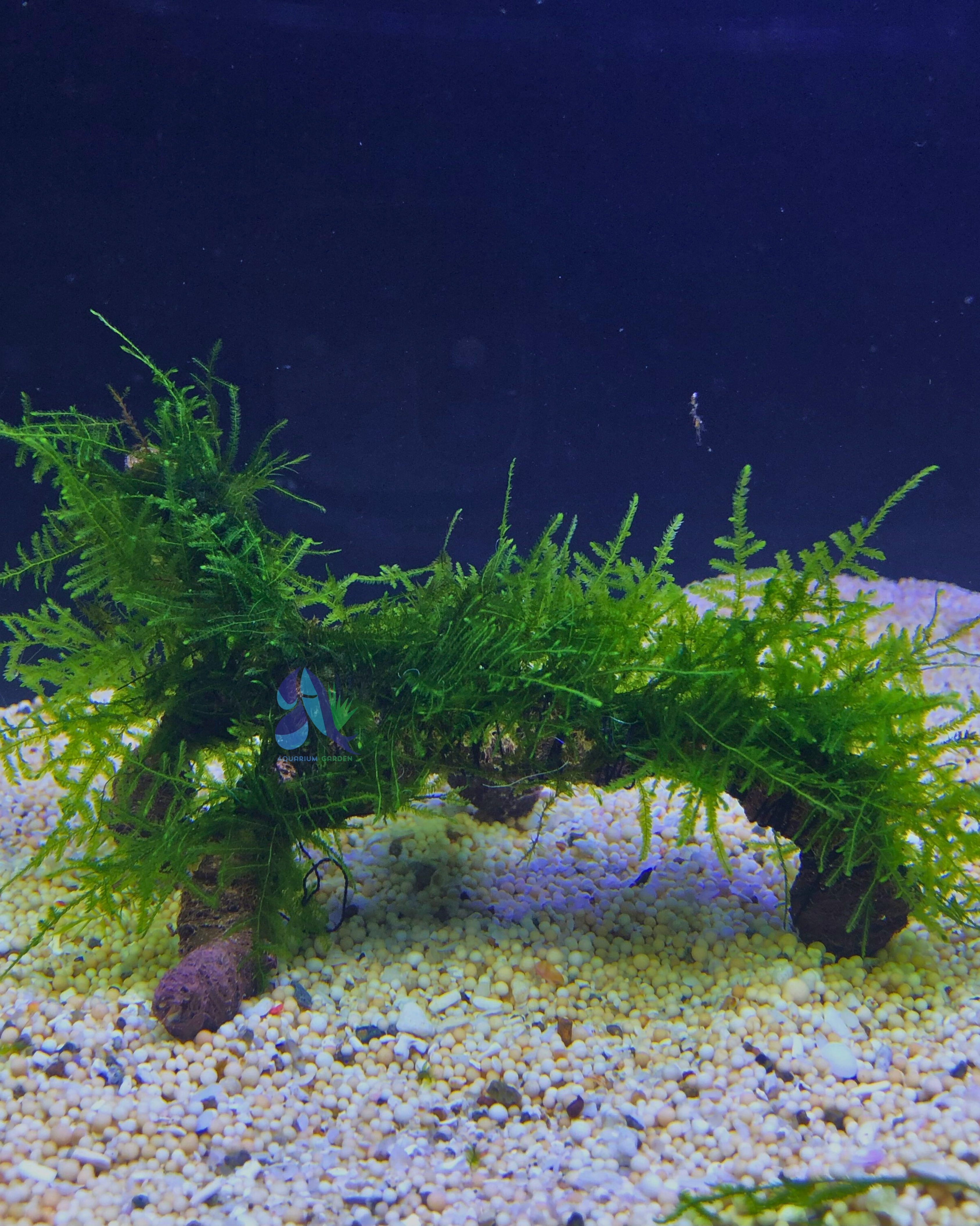 Java moss on Driftwood