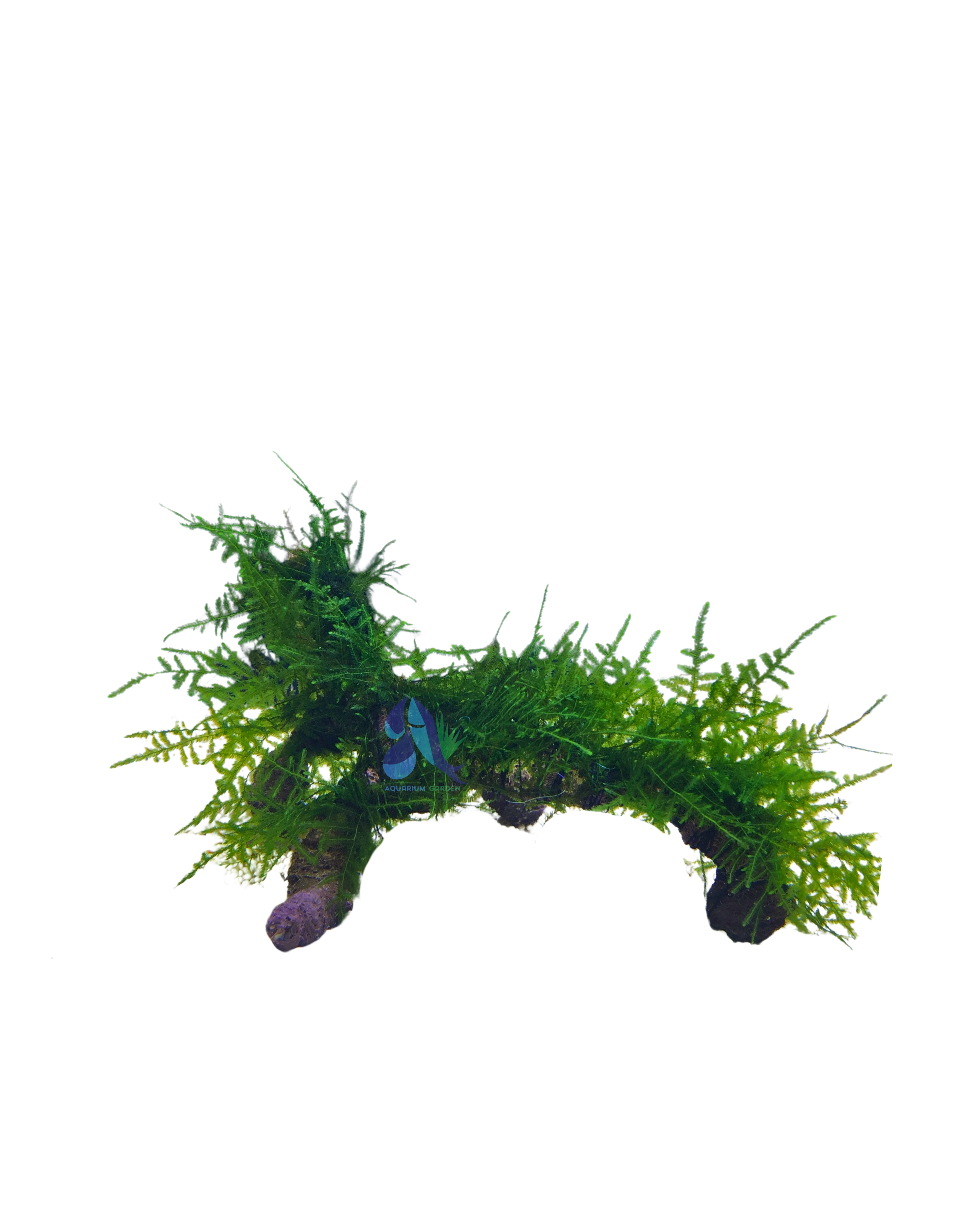 Java moss on Driftwood
