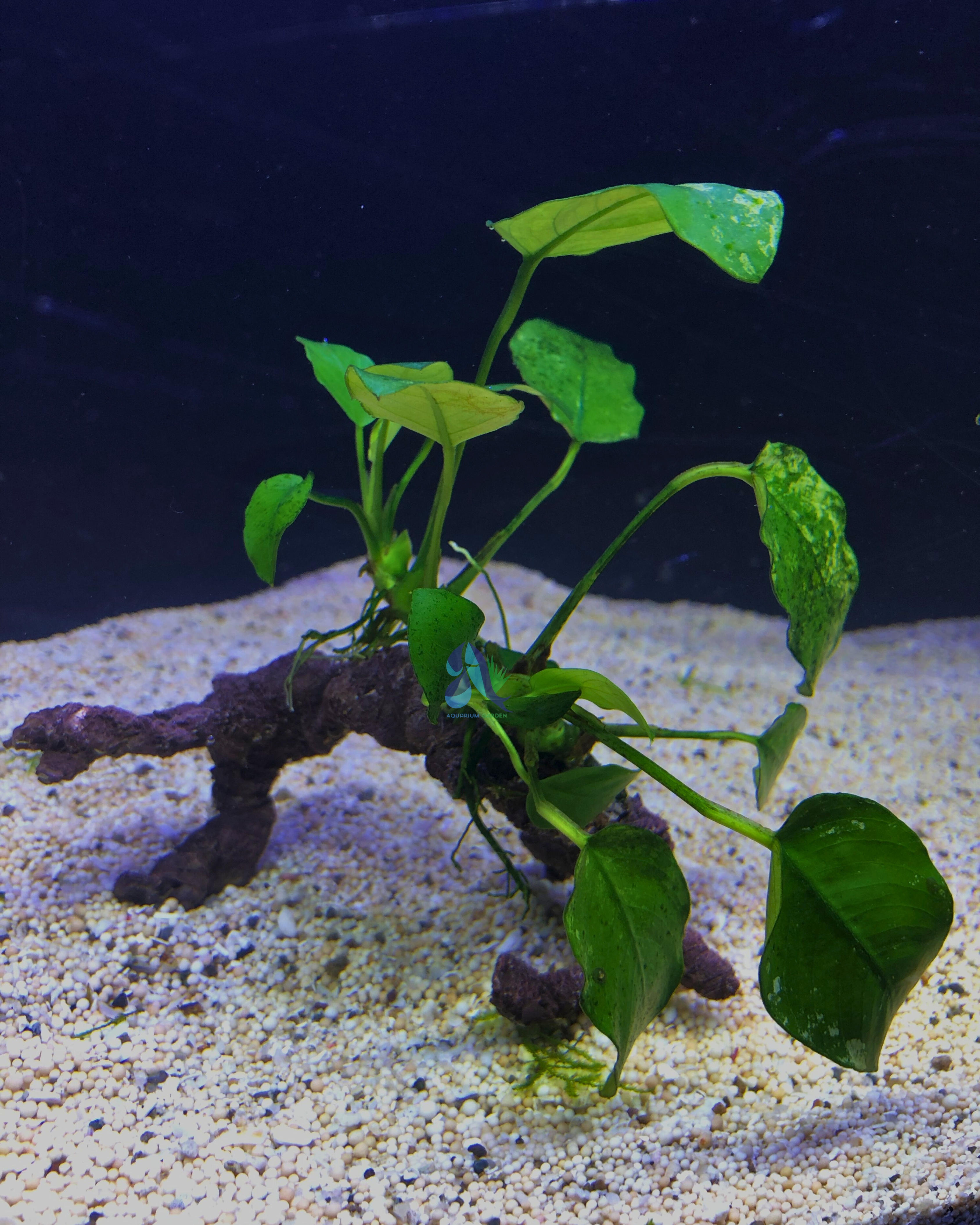 Anubias on Driftwood
