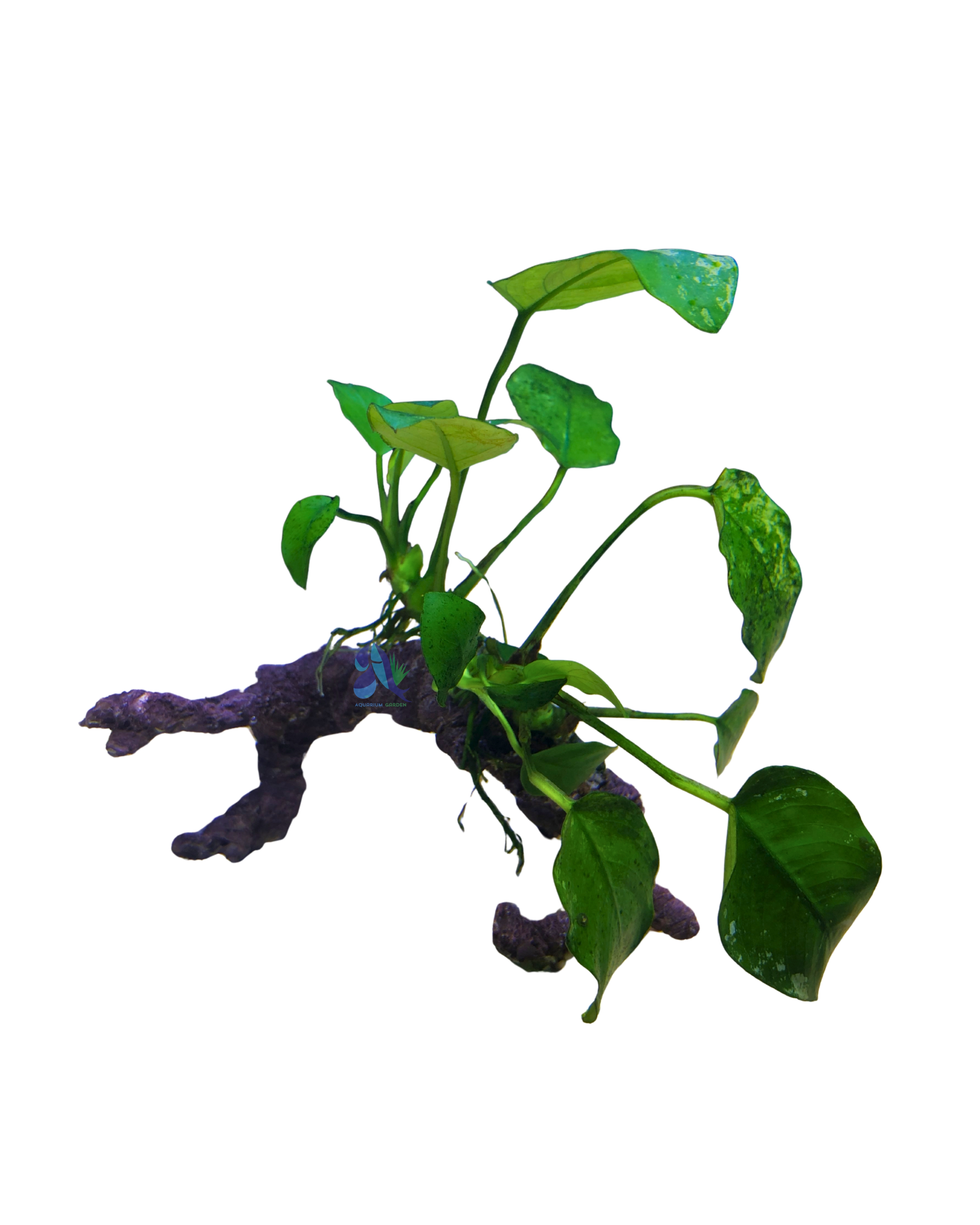 Anubias on Driftwood