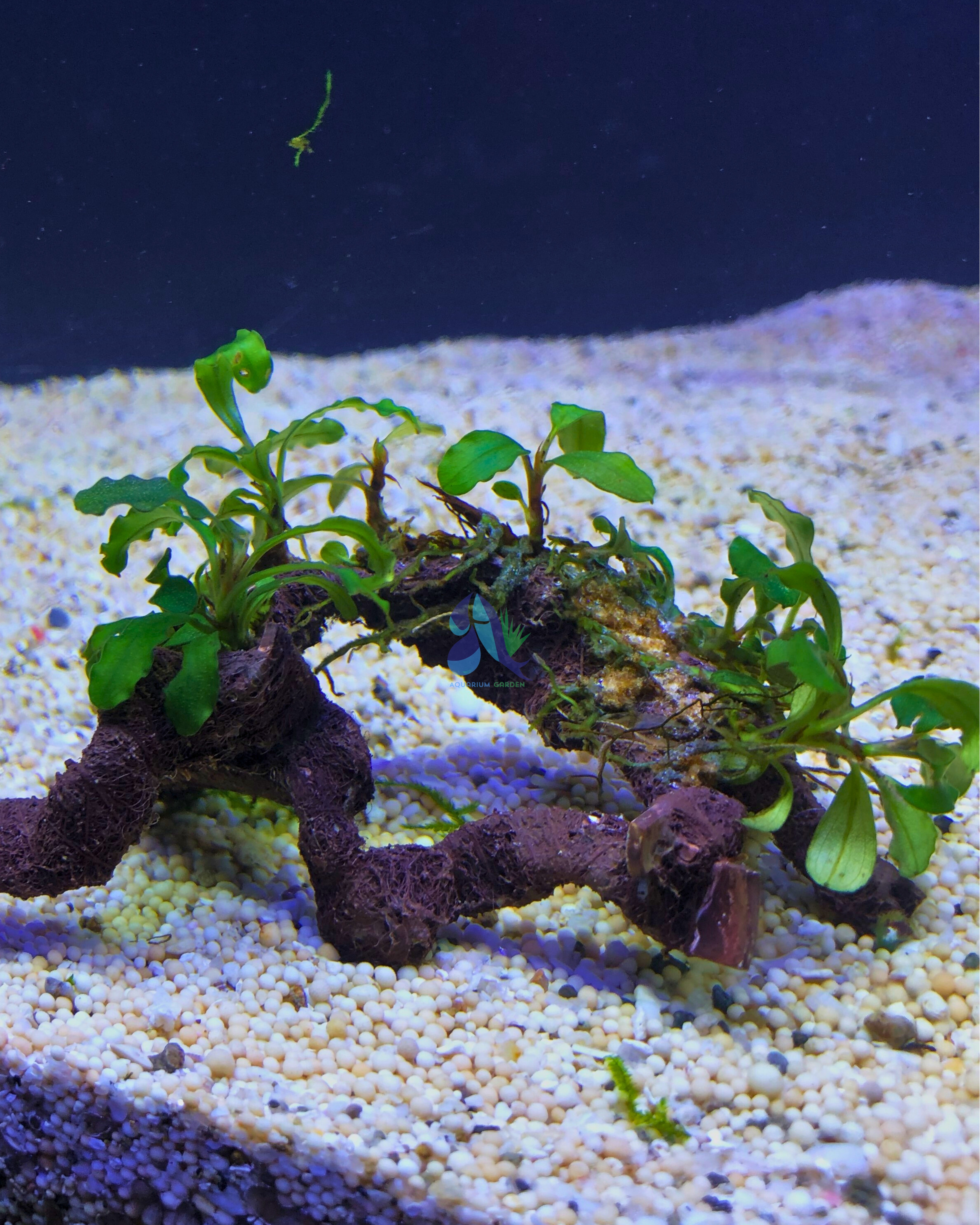 Anubias on Driftwood