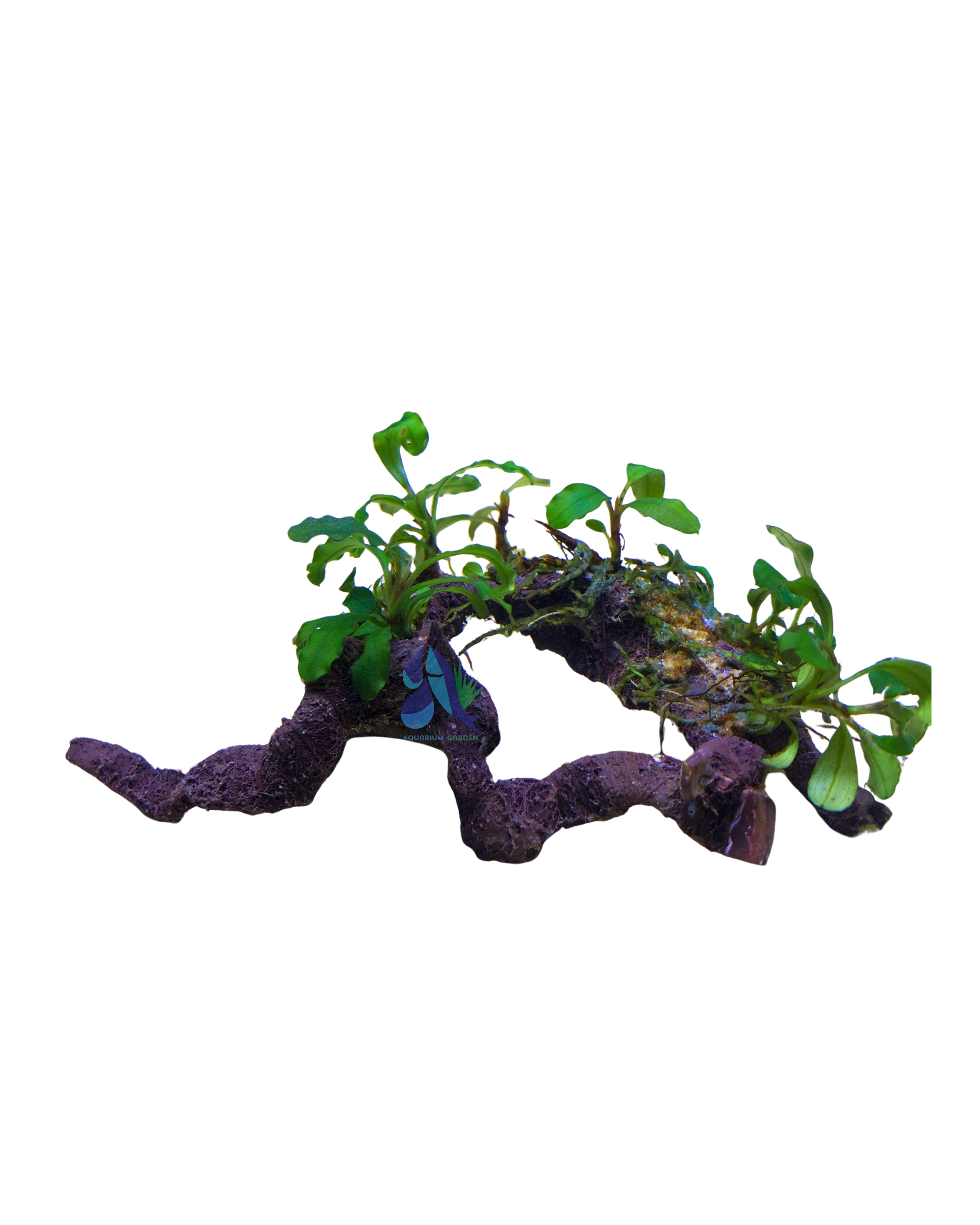 Anubias on Driftwood