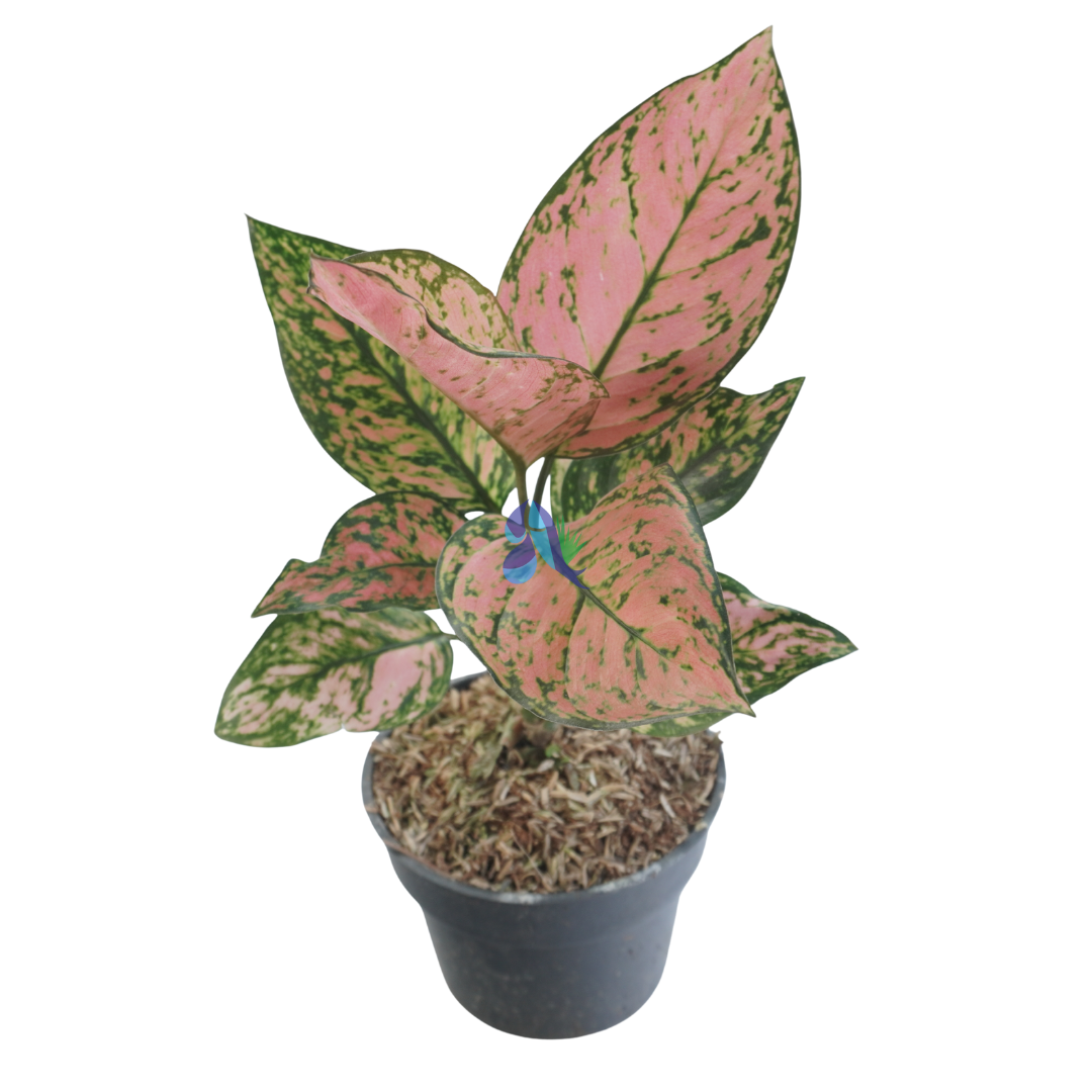 Aglaonema lady valentine