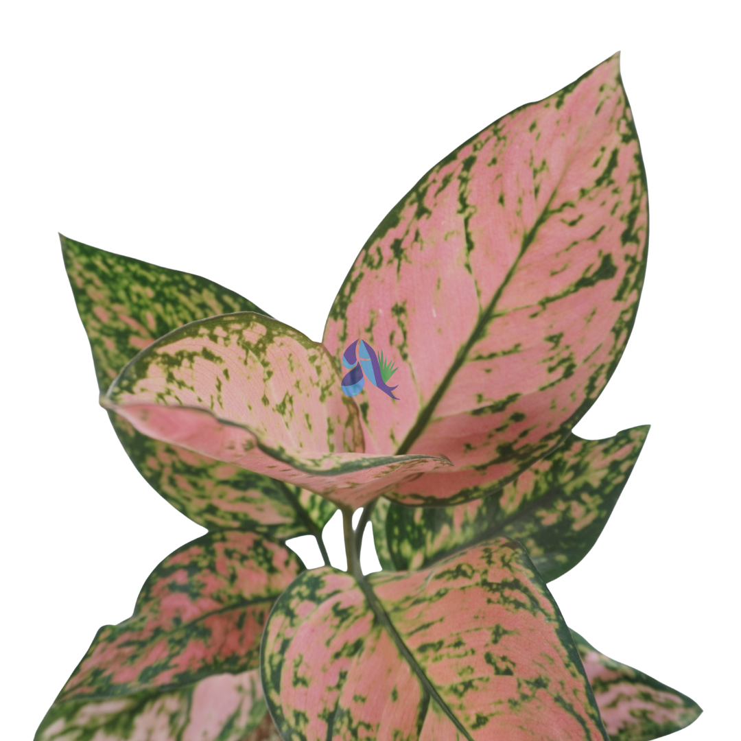 Aglaonema lady valentine
