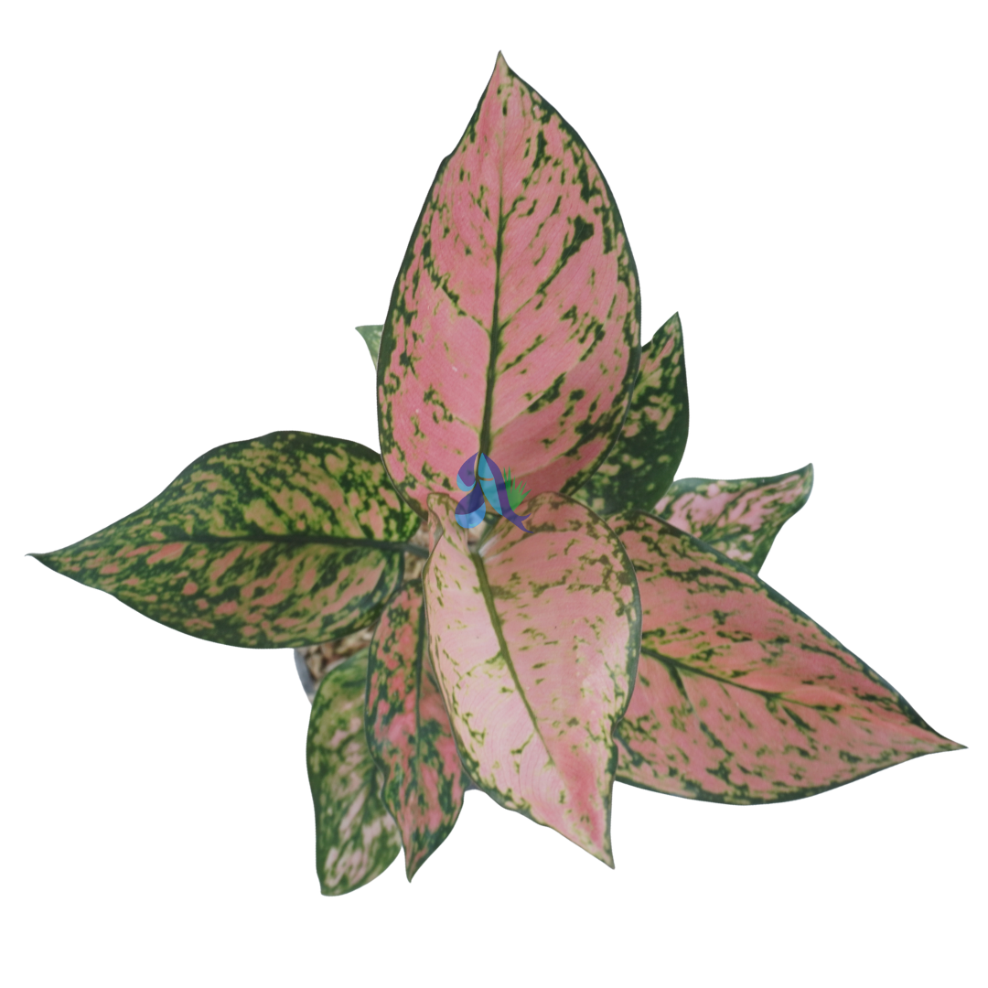 Aglaonema lady valentine