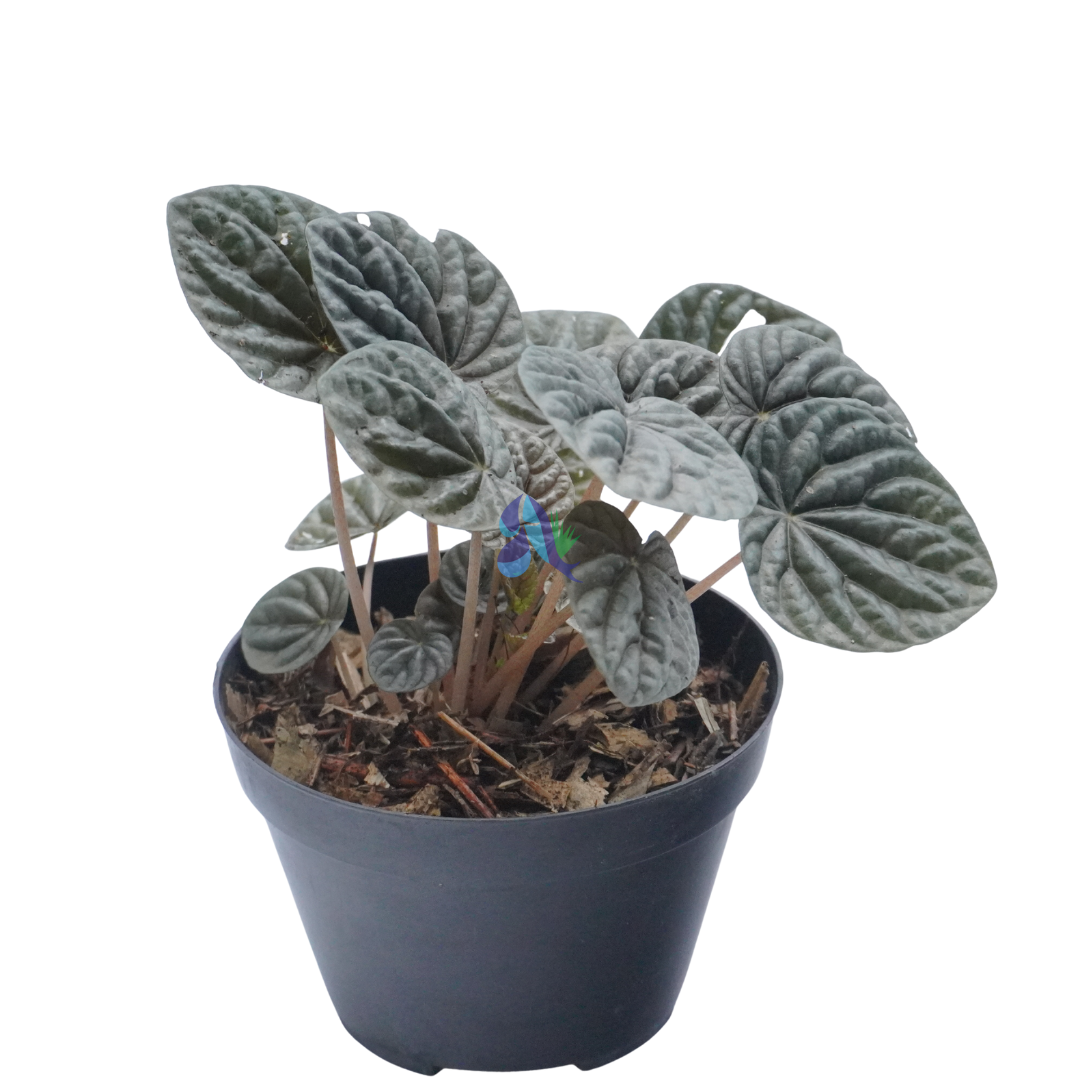Peperomia caperata