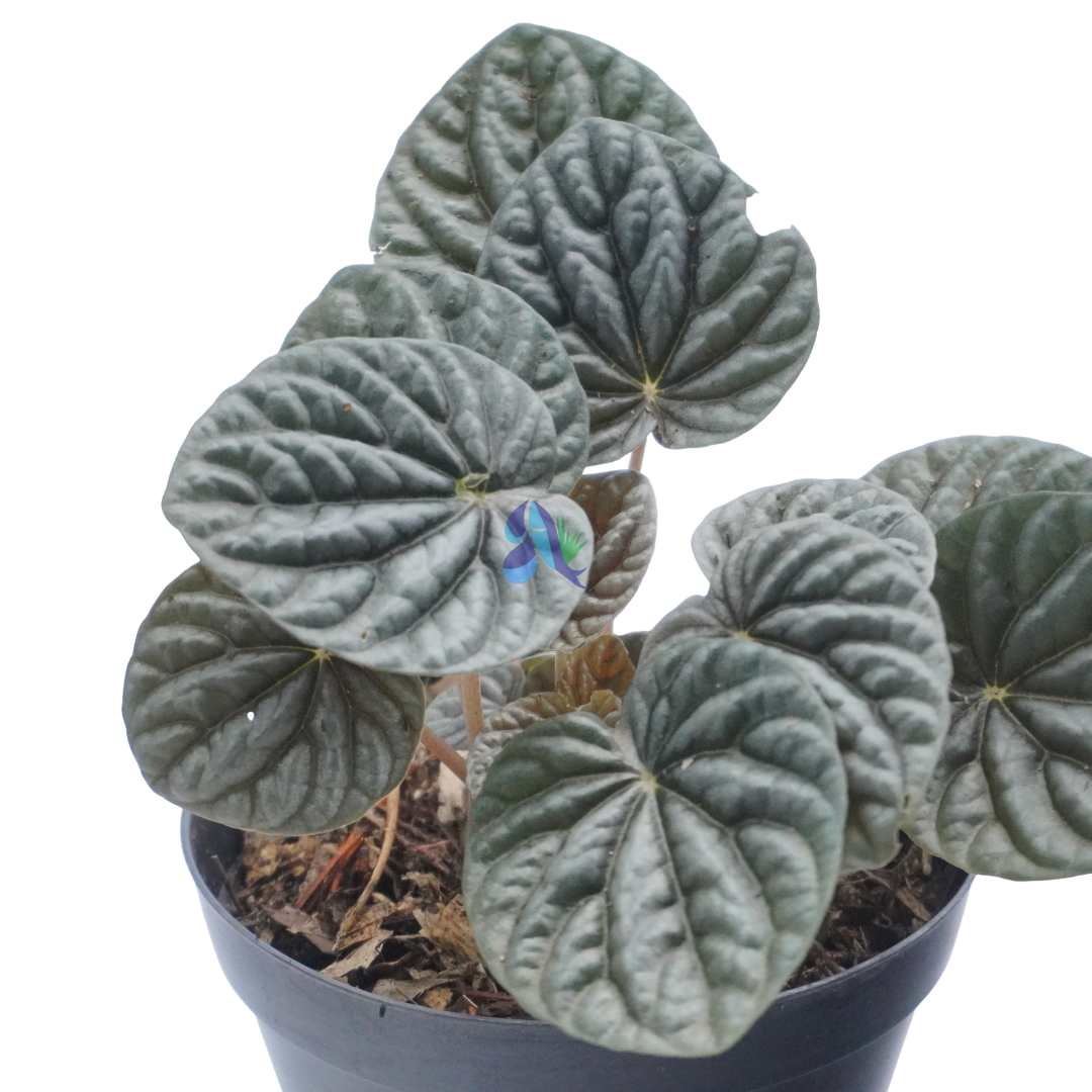 Peperomia caperata