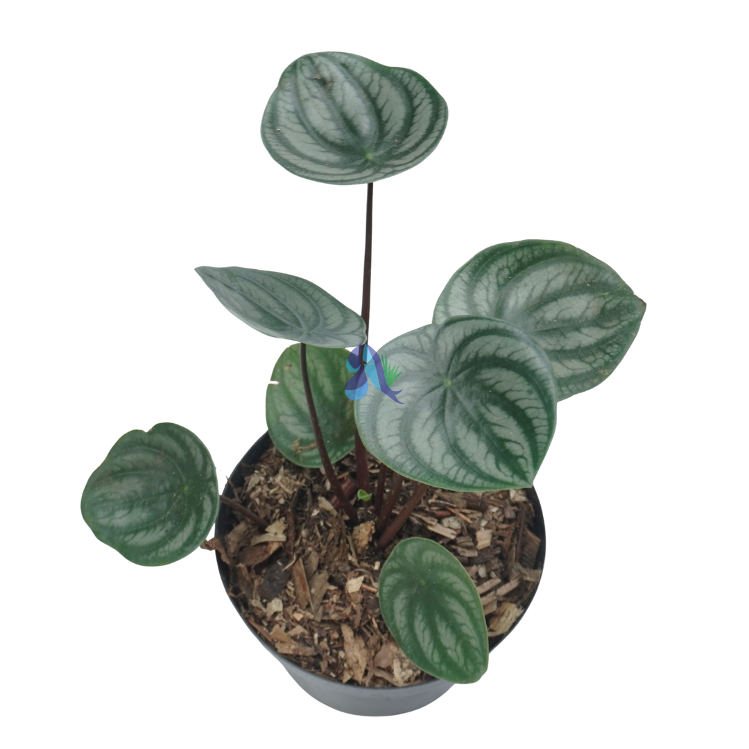 Peperomia watermelon