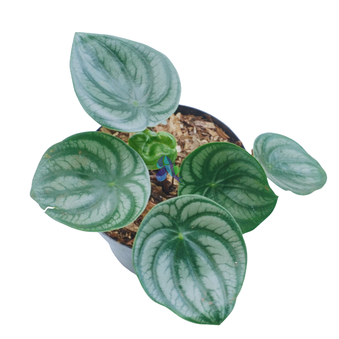 Peperomia watermelon