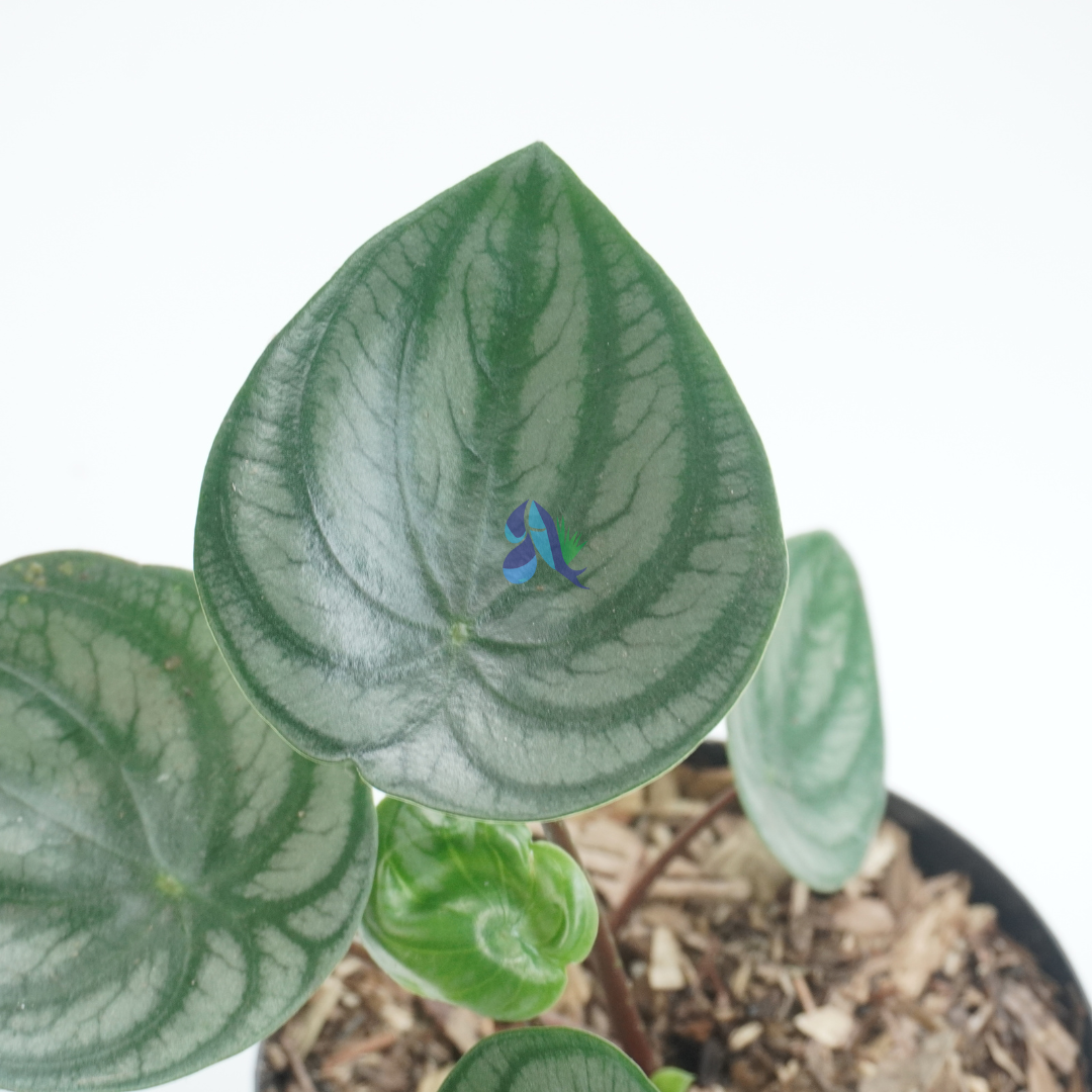 Peperomia watermelon