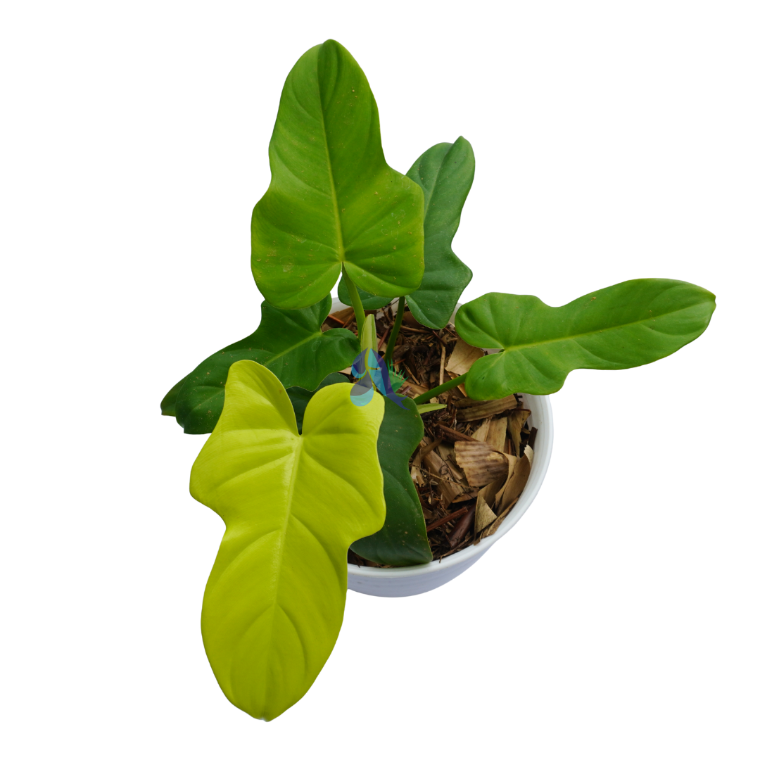 Philodendron violin golden