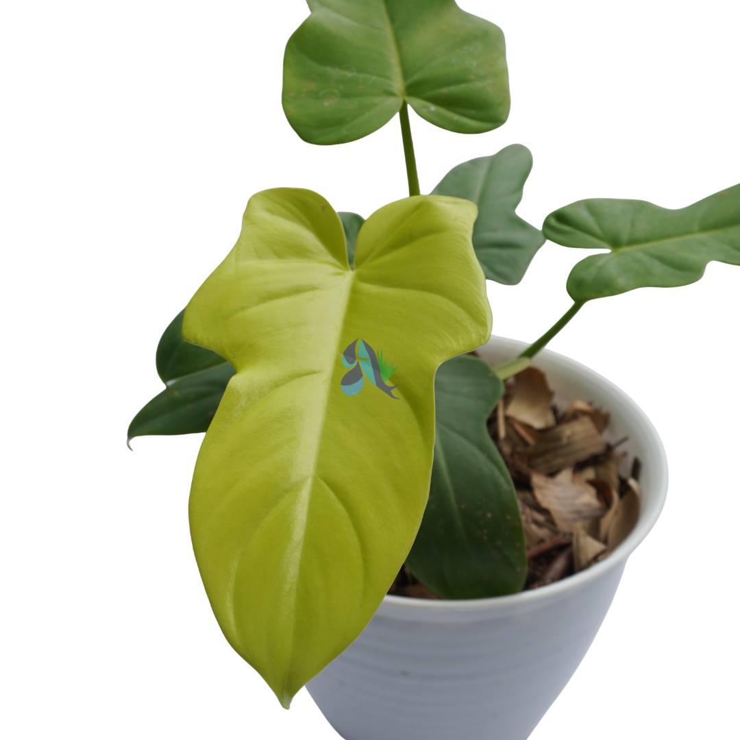 Philodendron violin golden