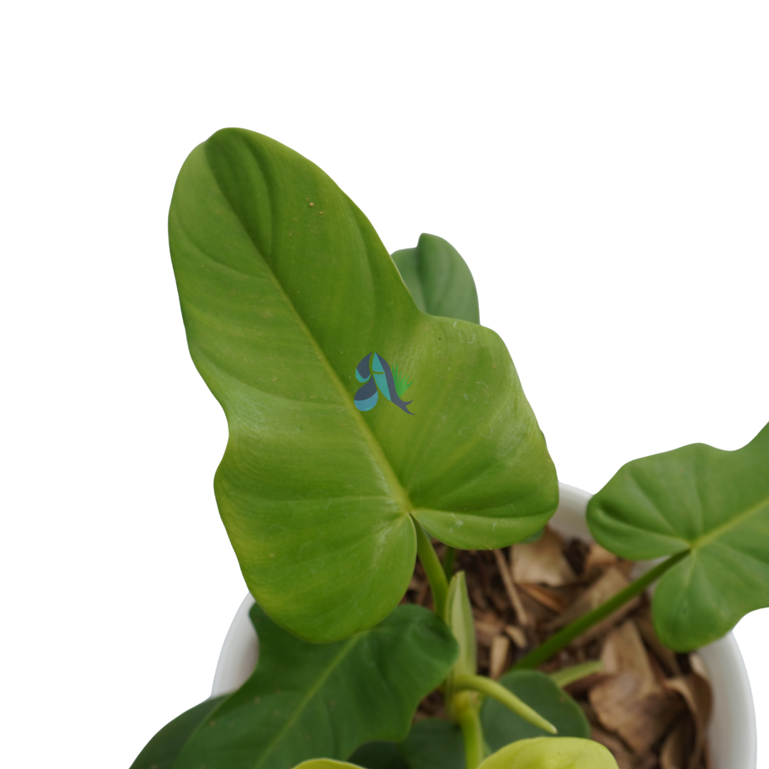 Philodendron violin golden