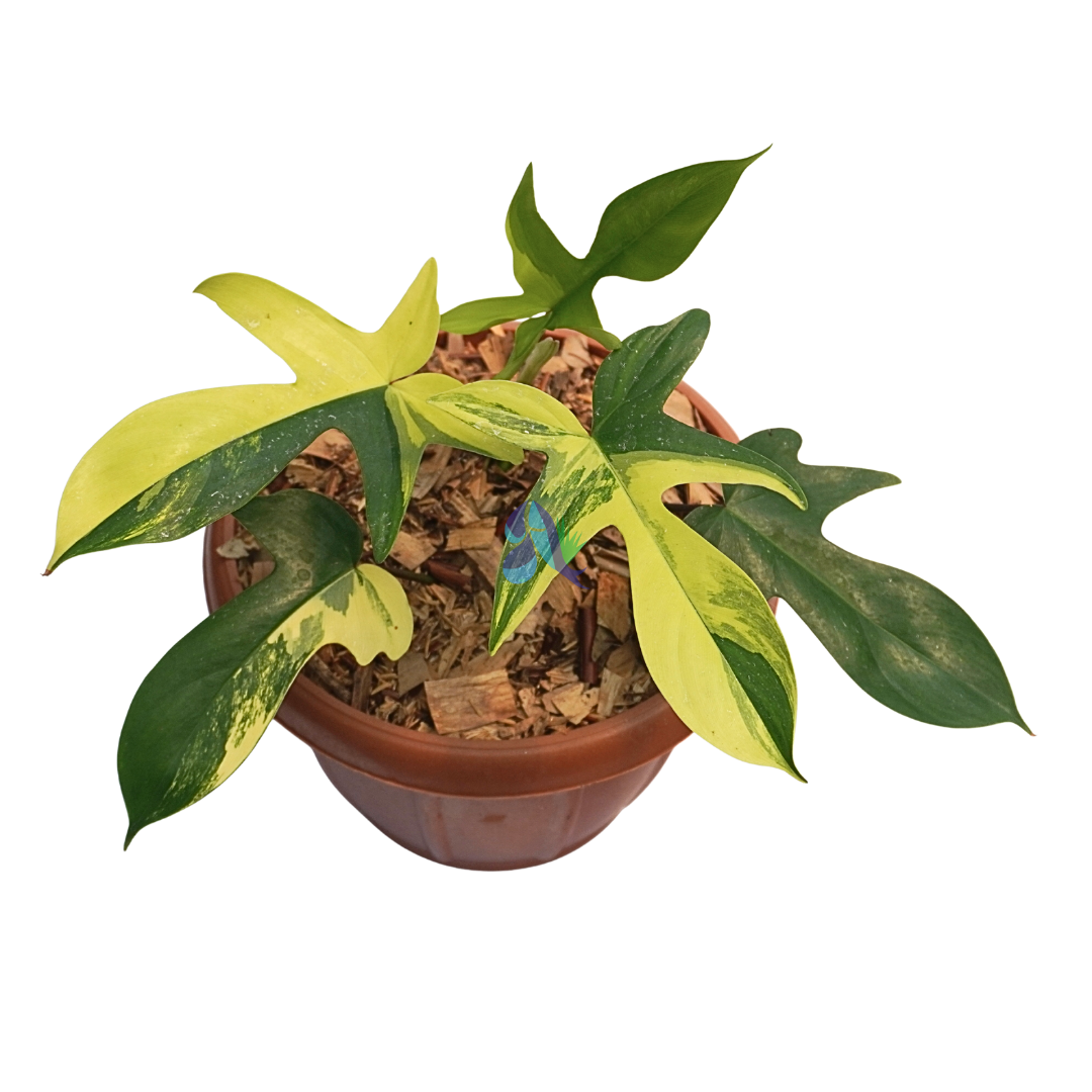 Philodendron florida beauty