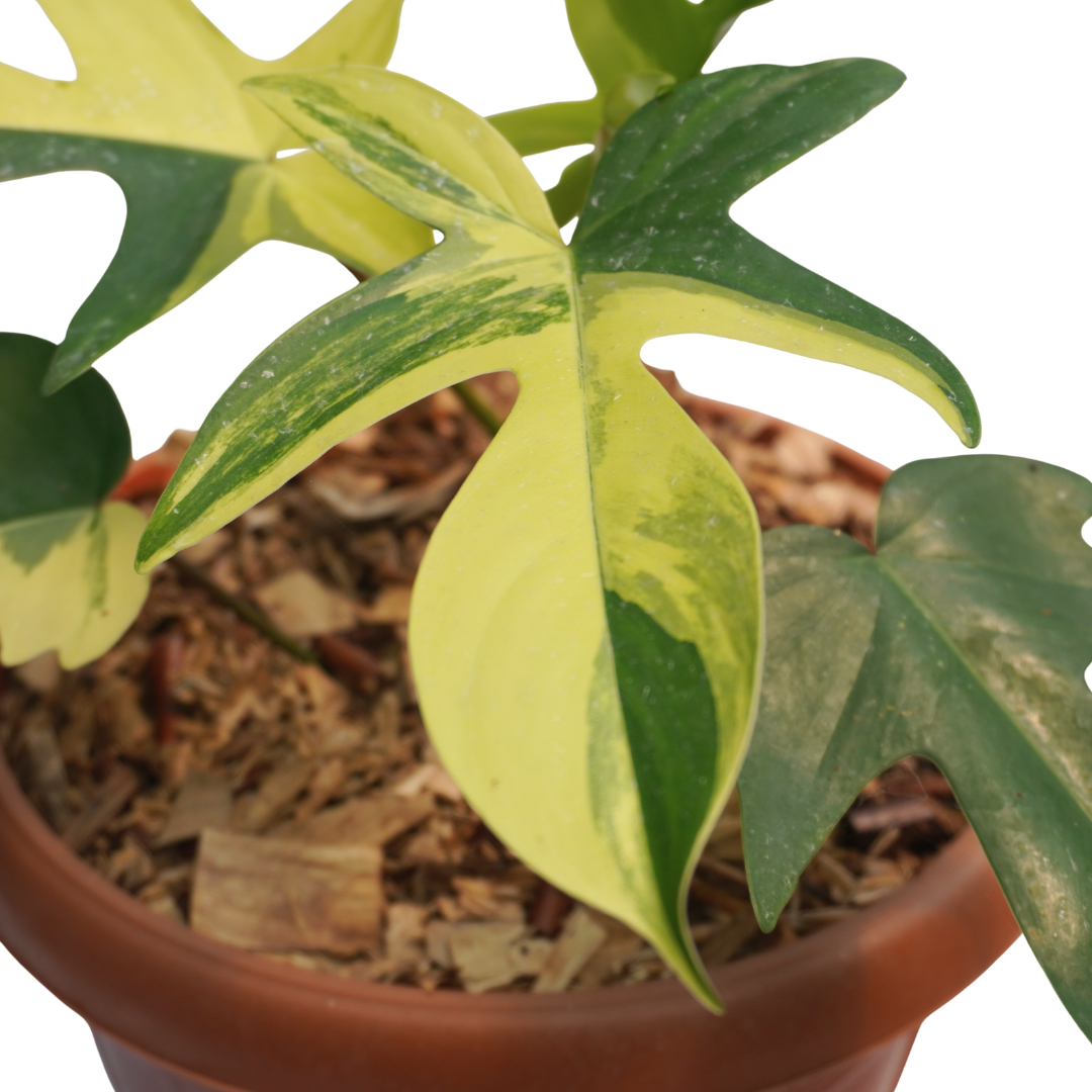 Philodendron florida beauty