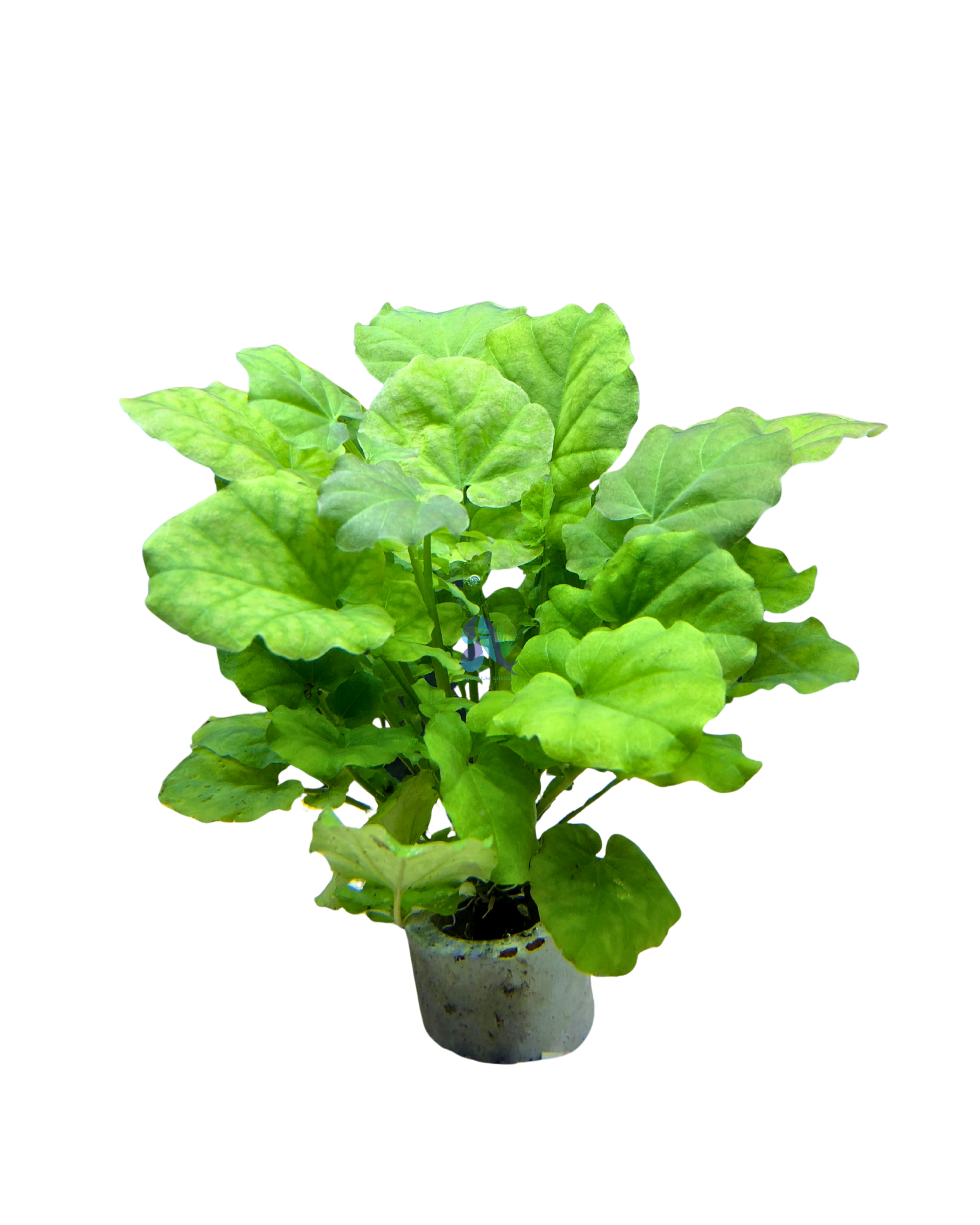 Hydrocotyle leucocephala