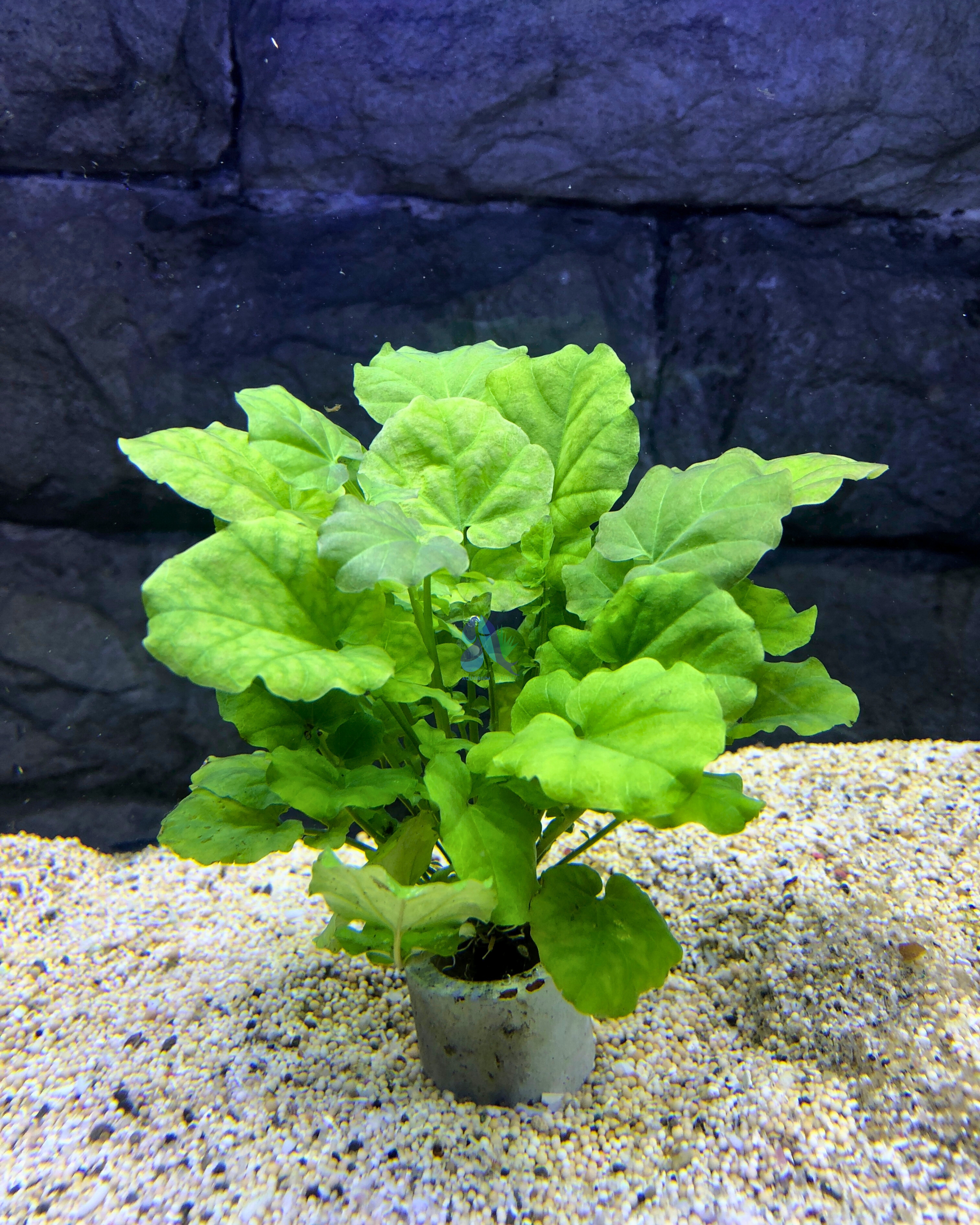 Hydrocotyle leucocephala