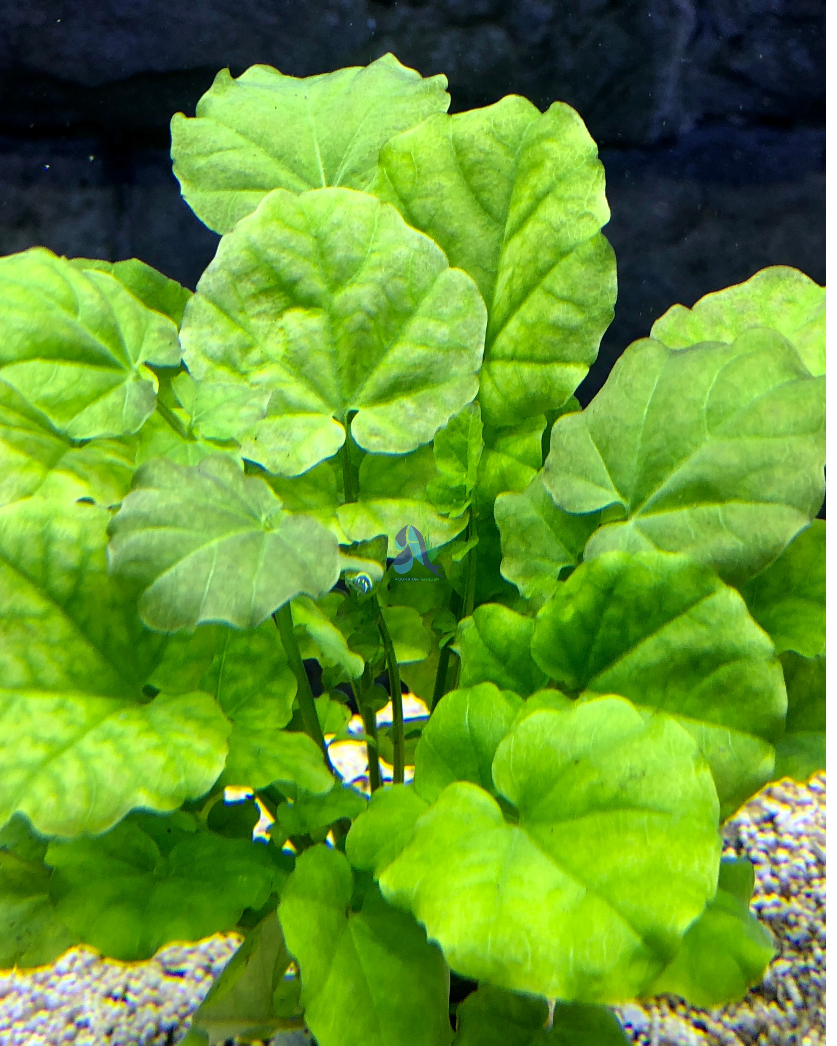 Hydrocotyle leucocephala