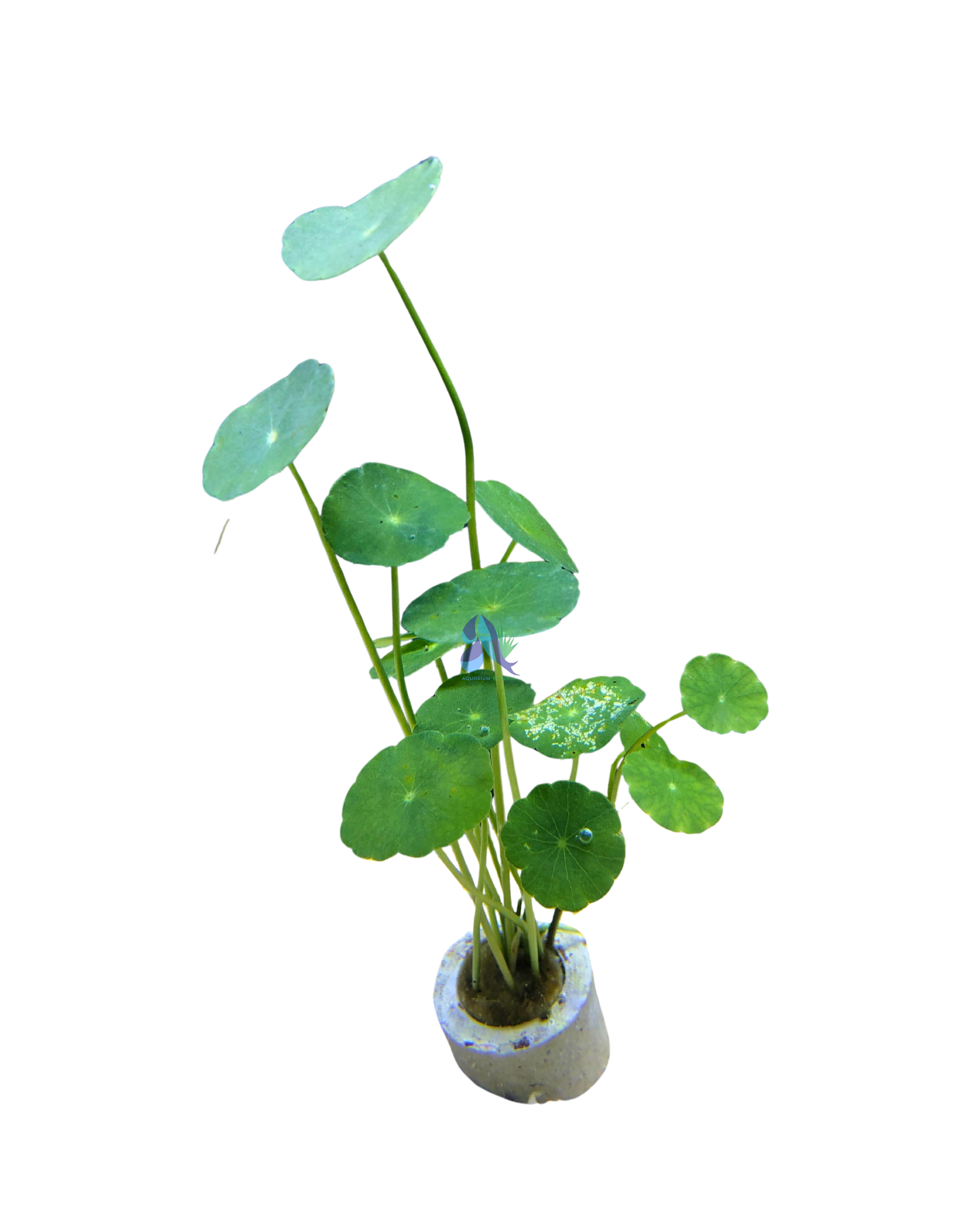 Hydrocotyle verticilliata