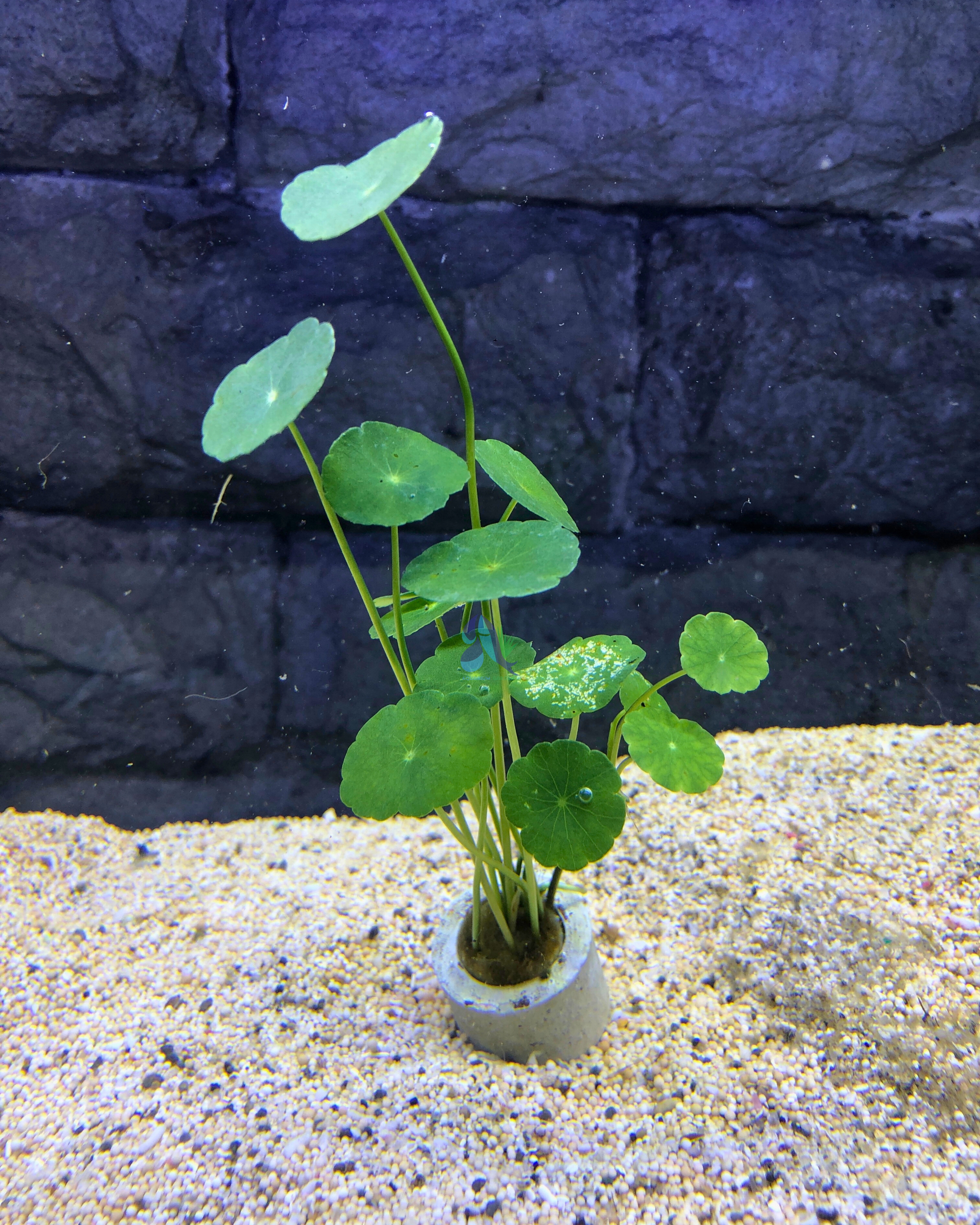 Hydrocotyle verticilliata