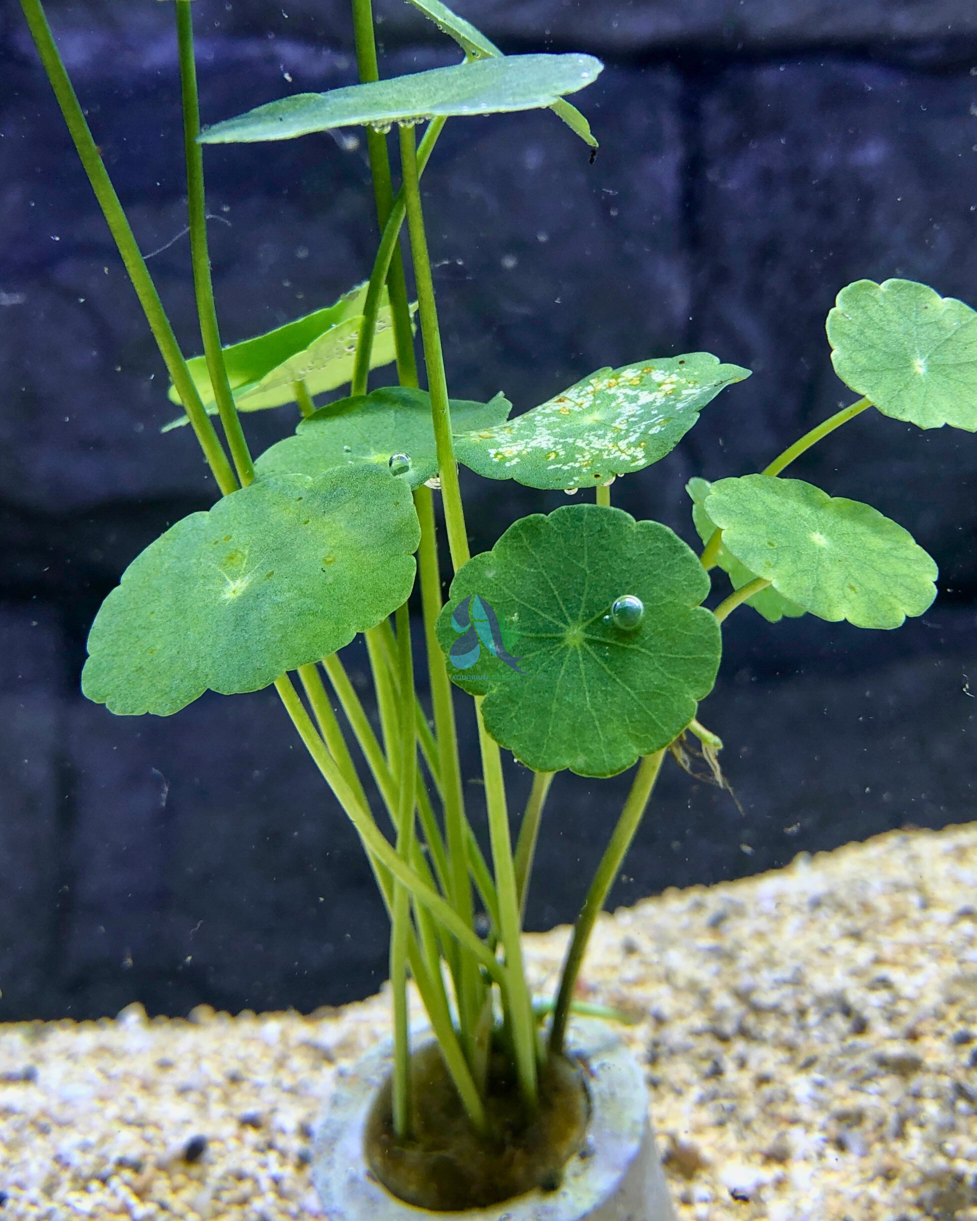 Hydrocotyle verticilliata