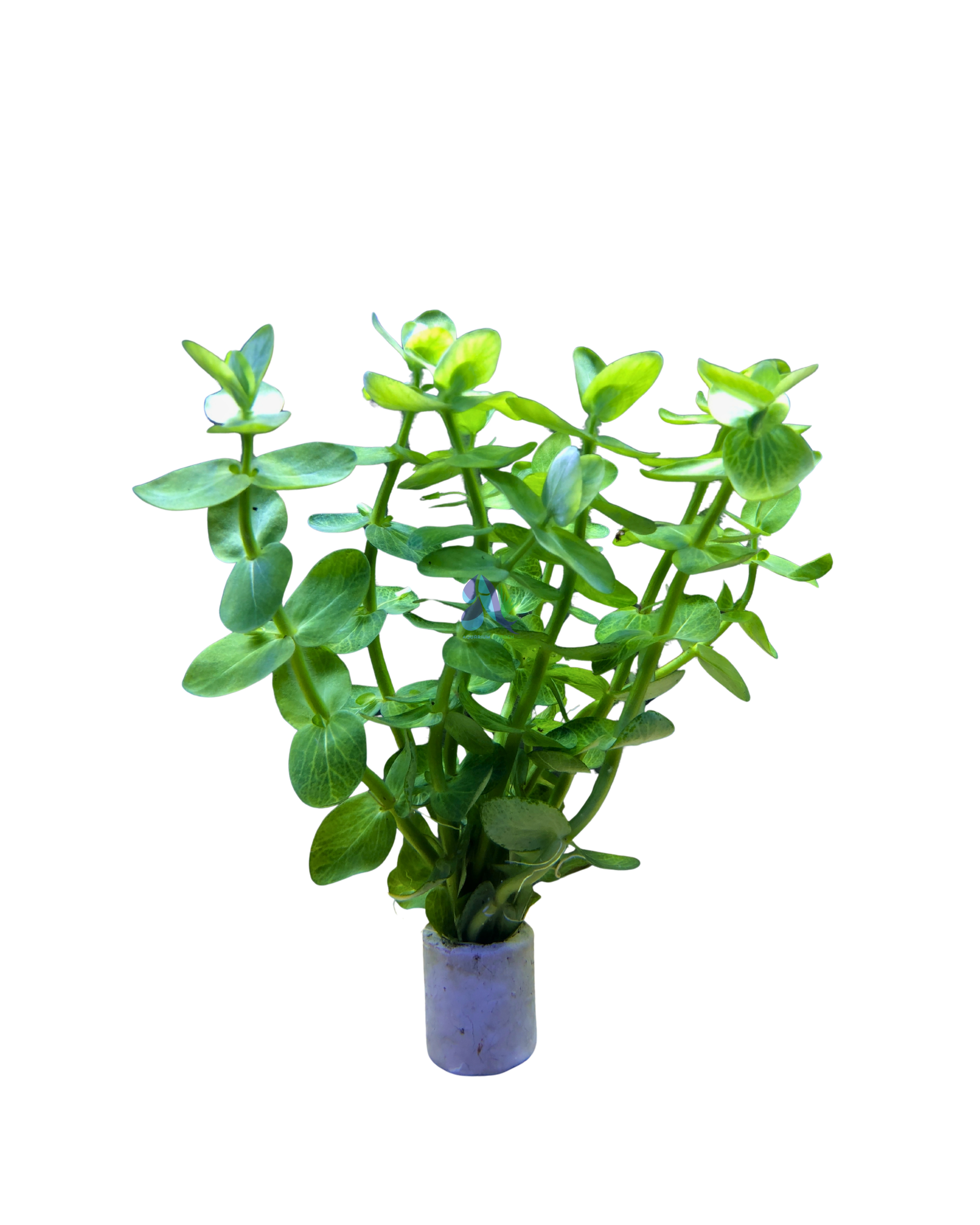 Bacopa caroliniana