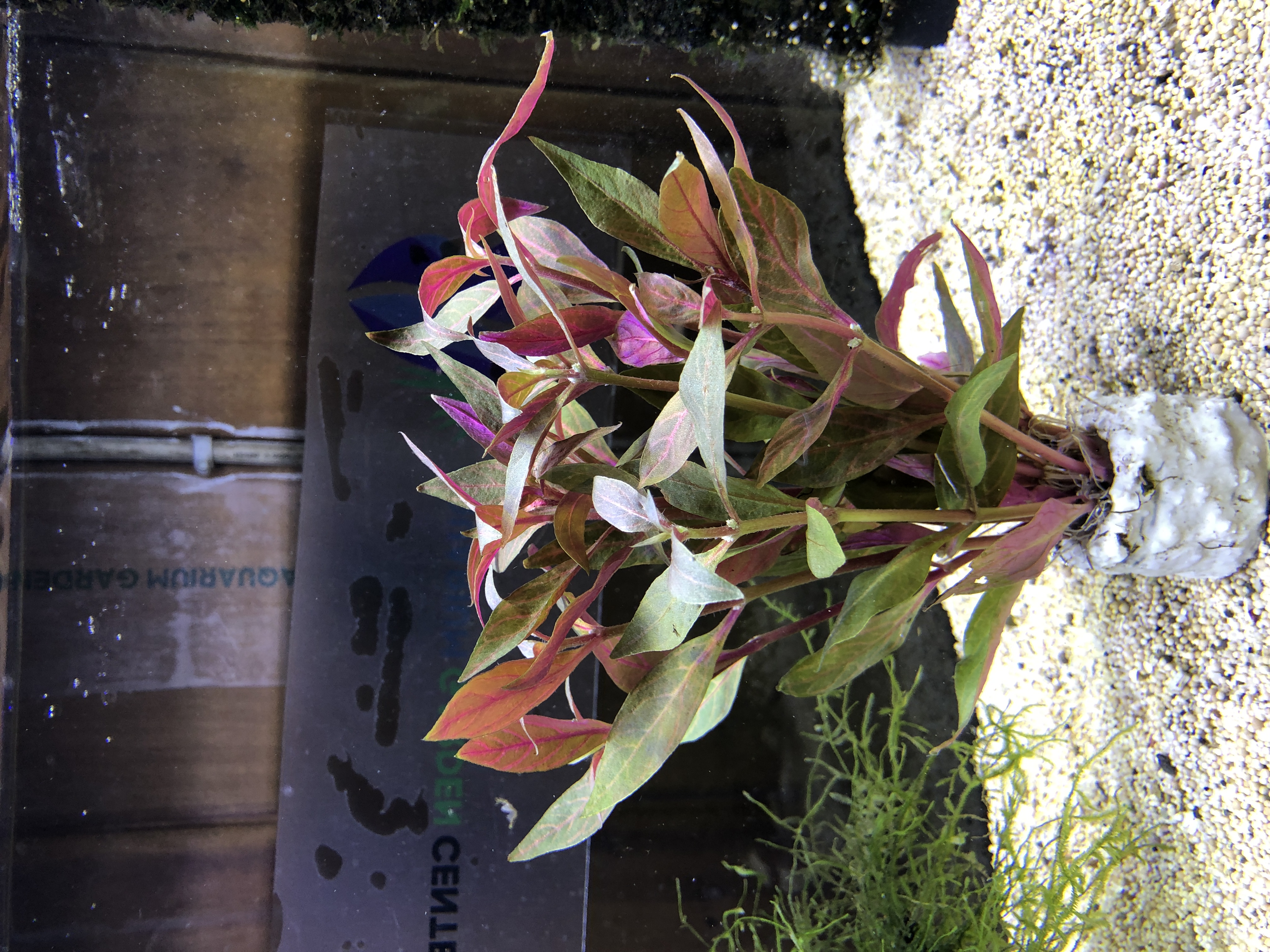 Alternanthera reineckii variegated