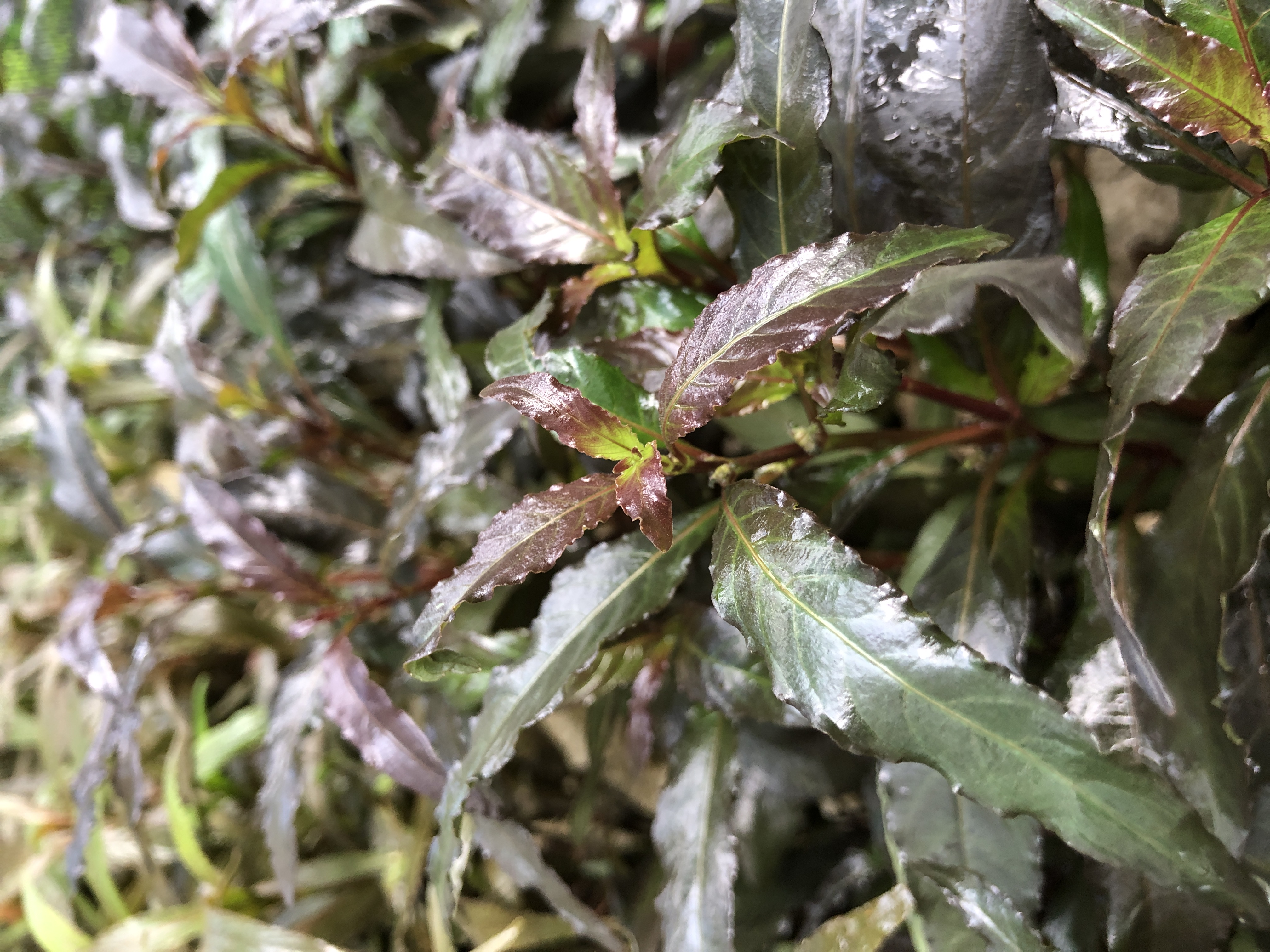 Hygrophila angustifolia rubra