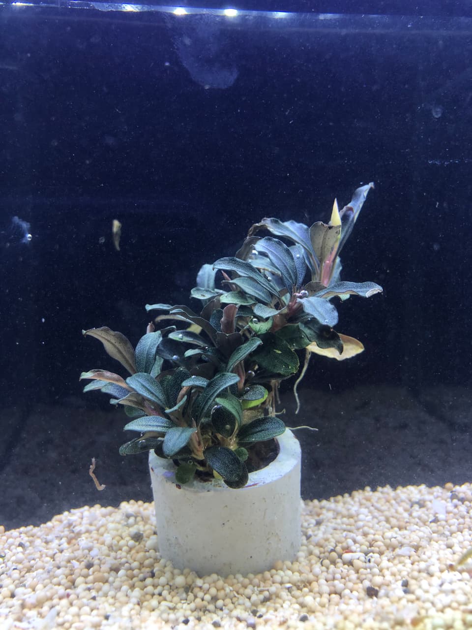 Bucephalandra phantom mini