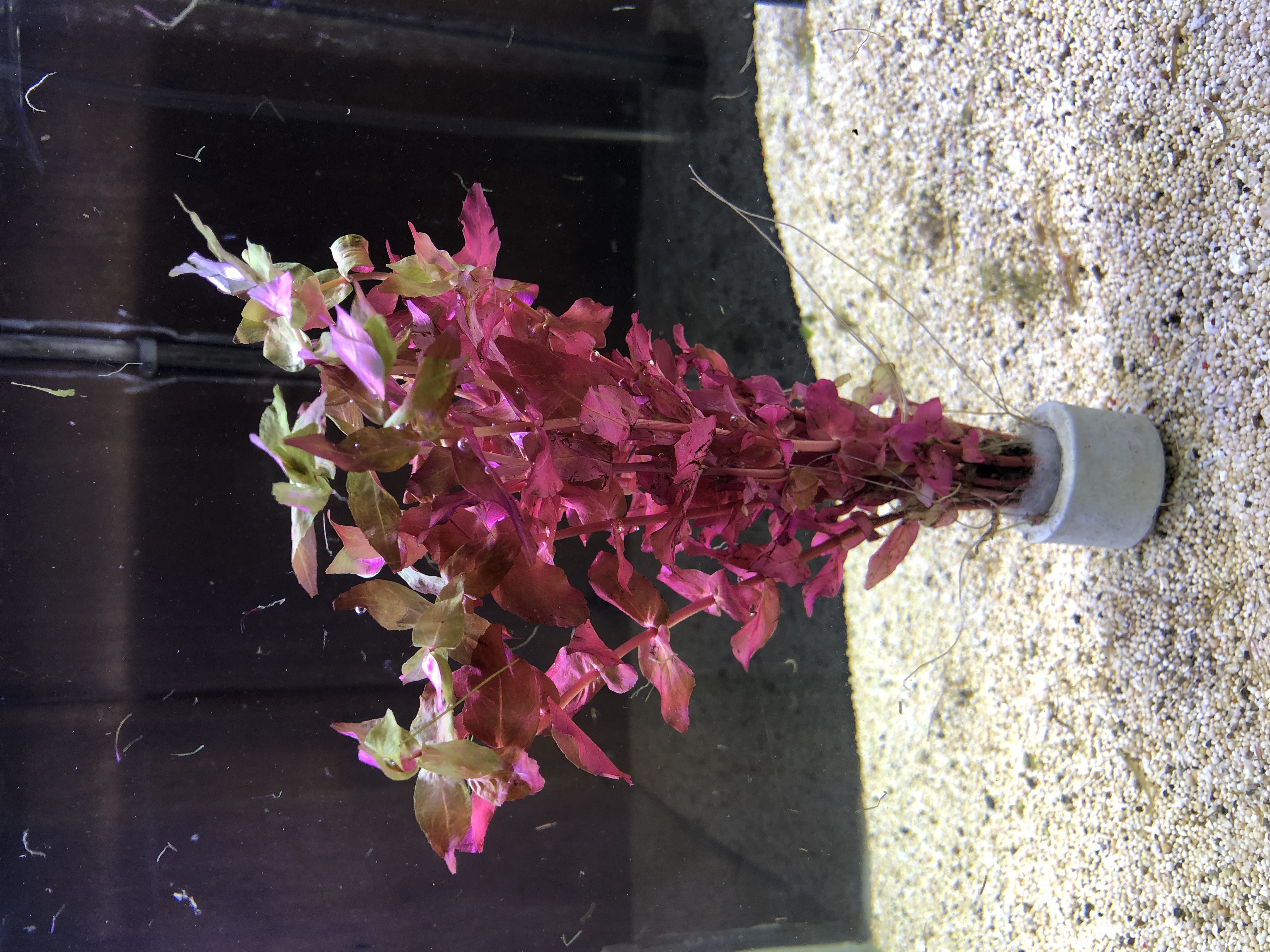 Rotala macrandra