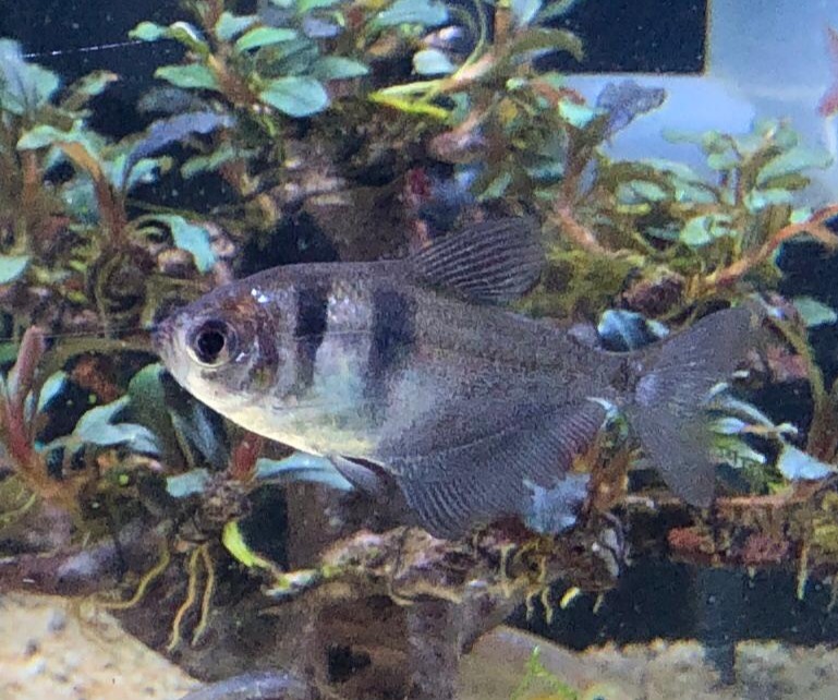 Black tetra