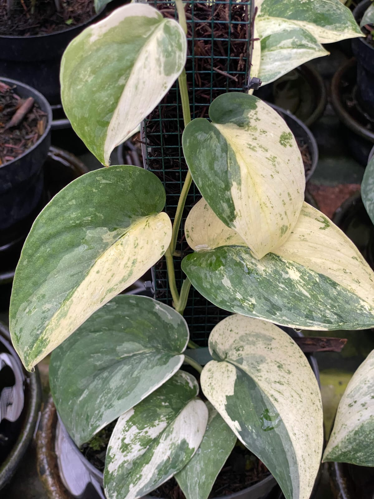 Scindapsus blue splash