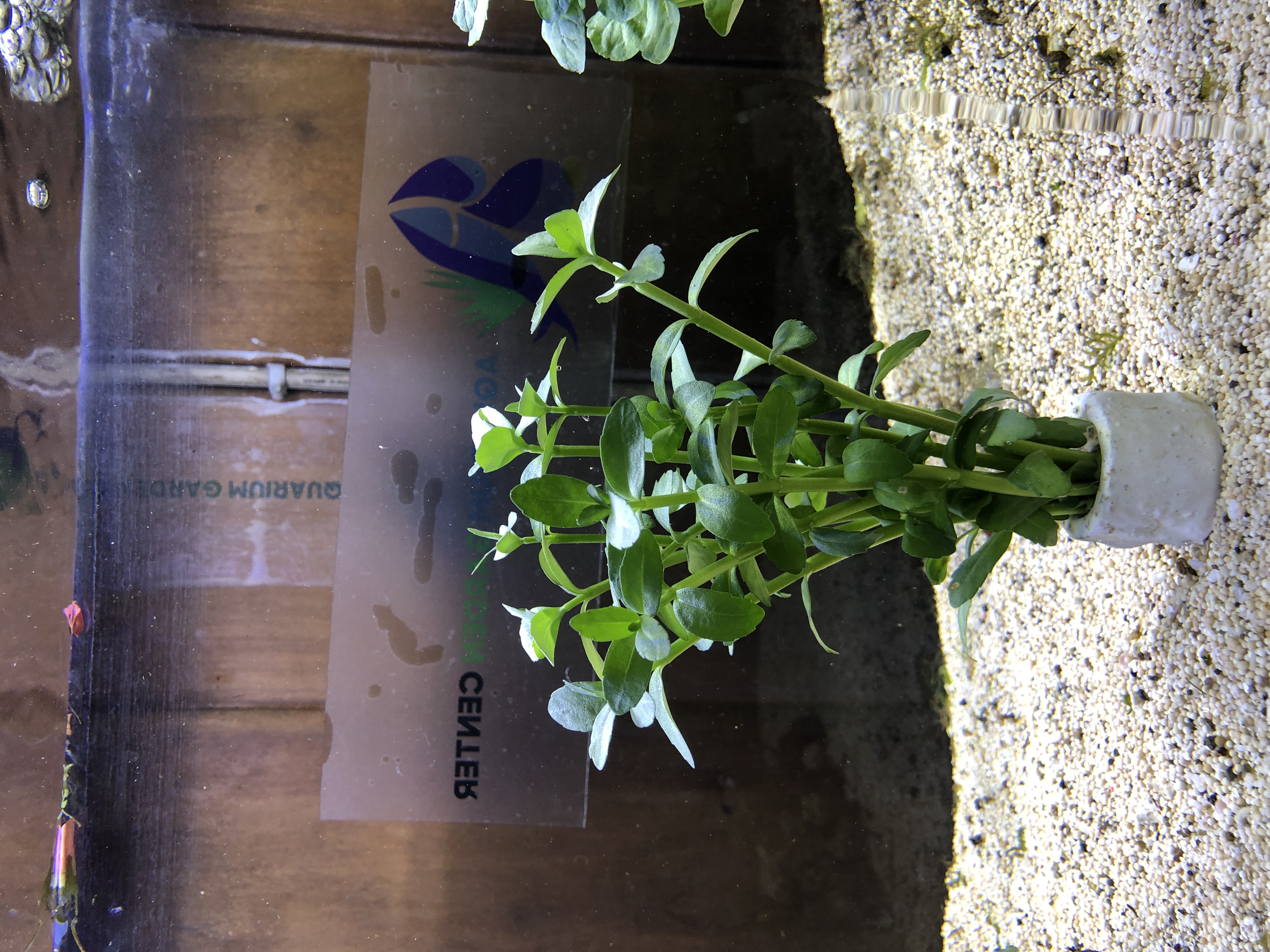 Bacopa madagascariensis