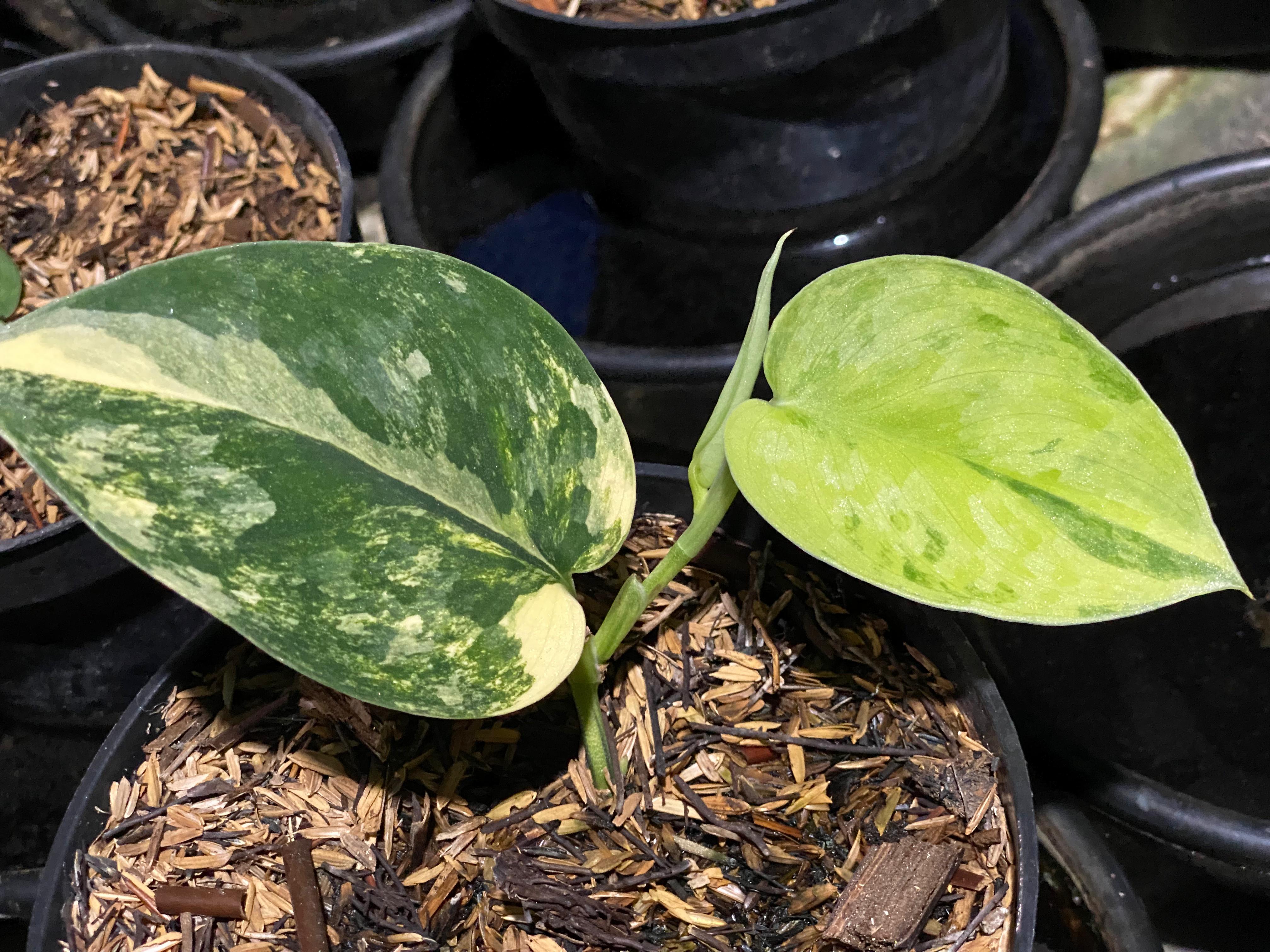 Scindapsus kalimantaru