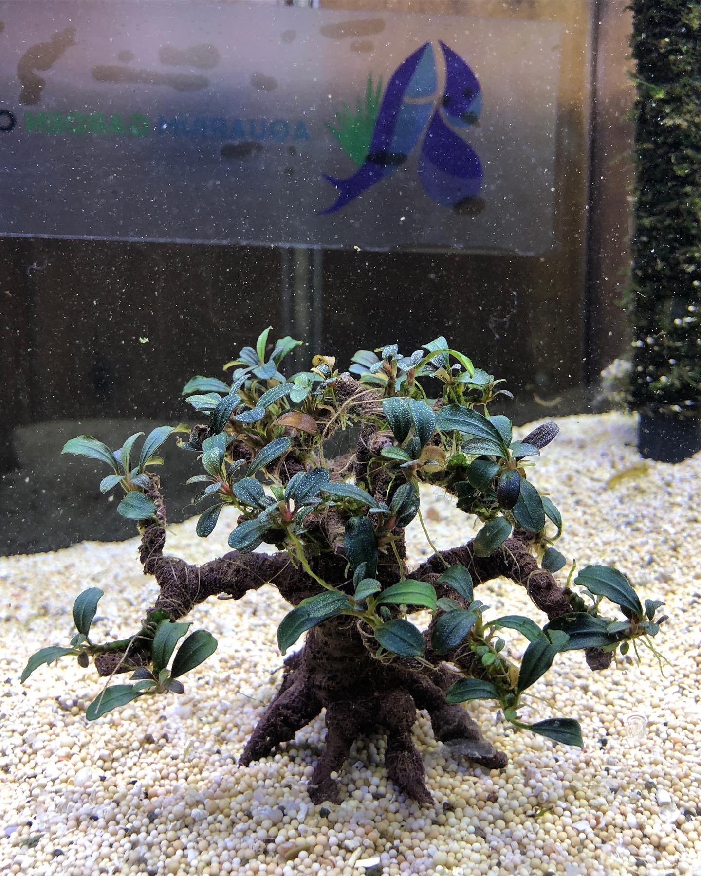 Bucephalandra on bonsai m