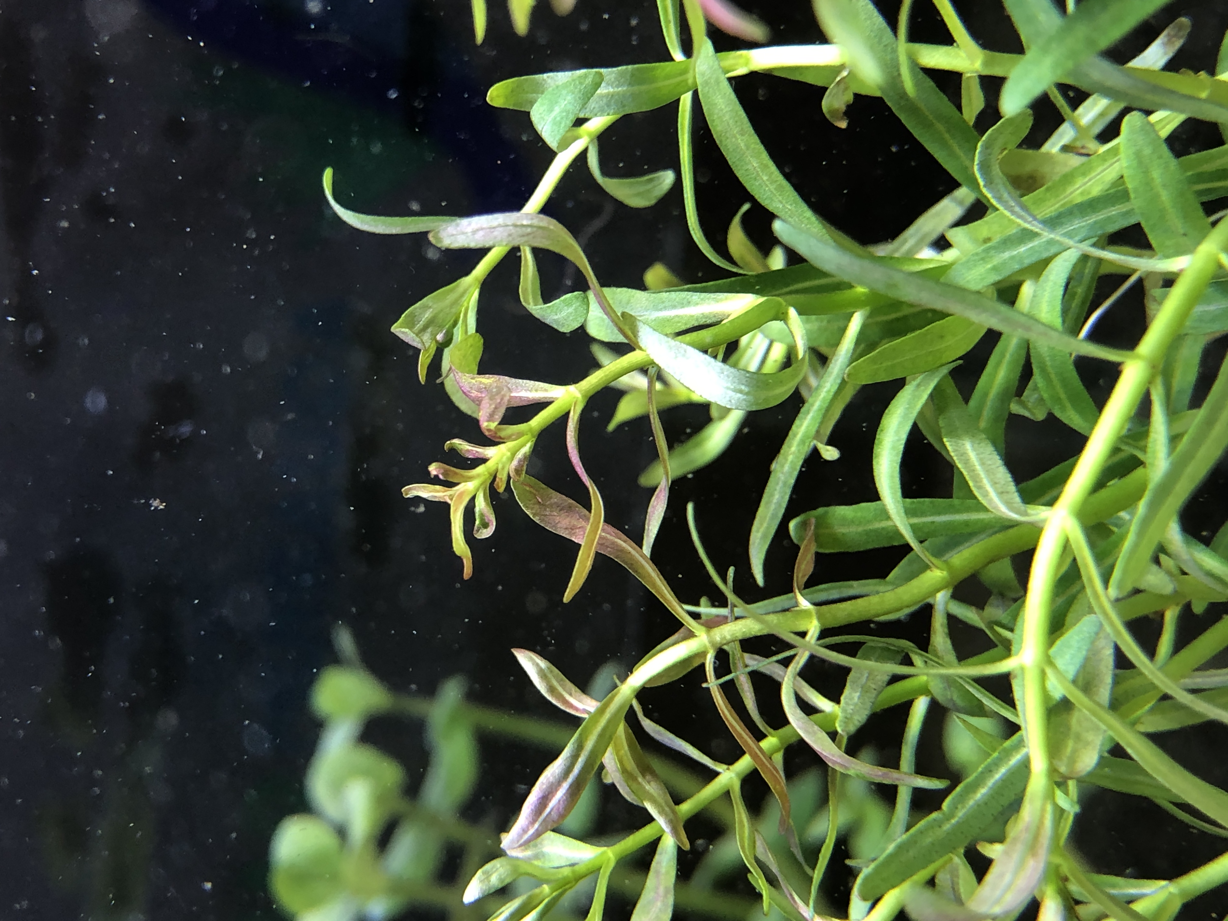 Rotala red cross