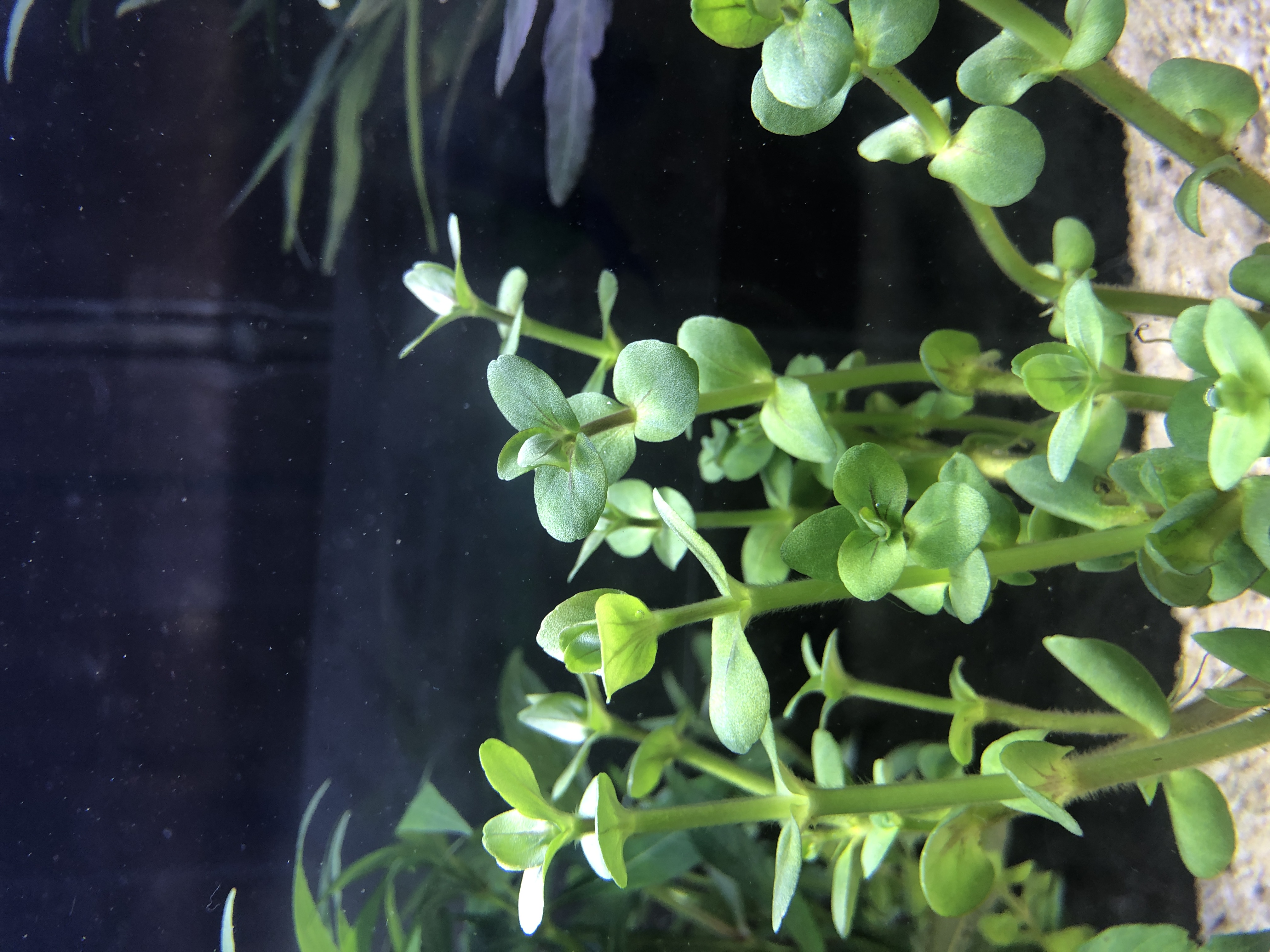 Bacopa salzmannii