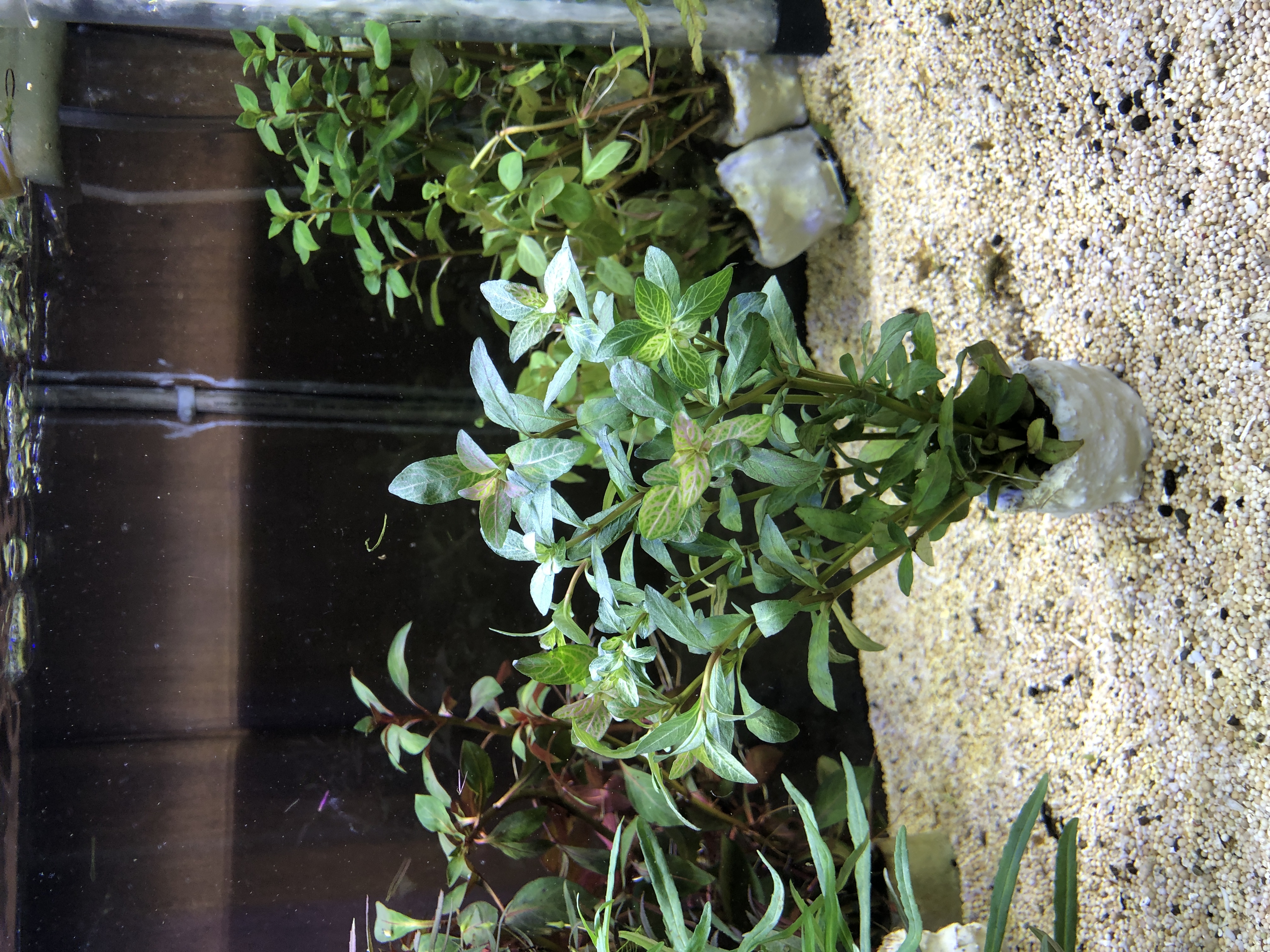 Hygrophila polysperma