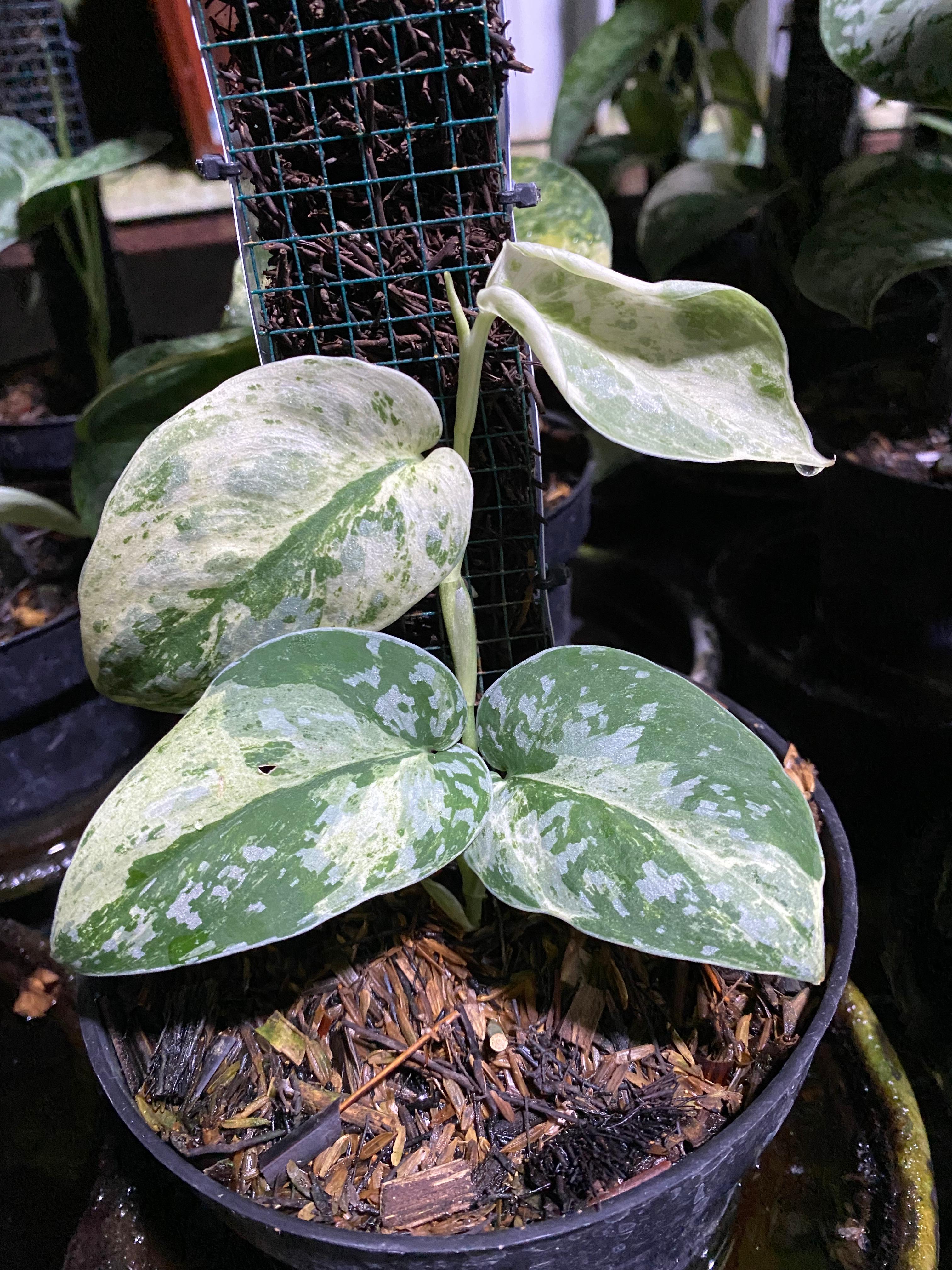 Scindapsus argyraeus albo