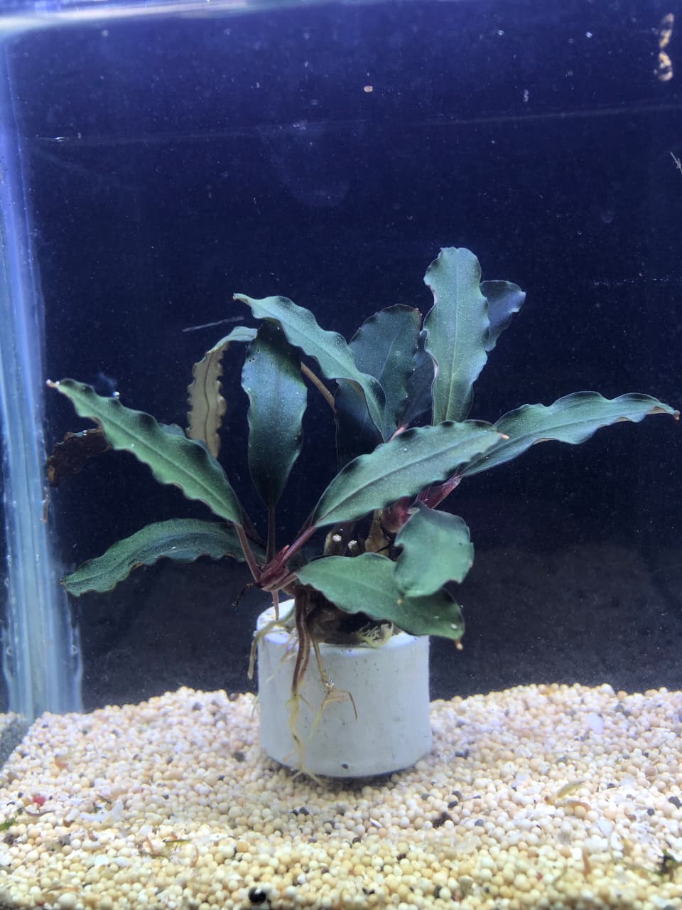 Bucephalandra-sp.lo green