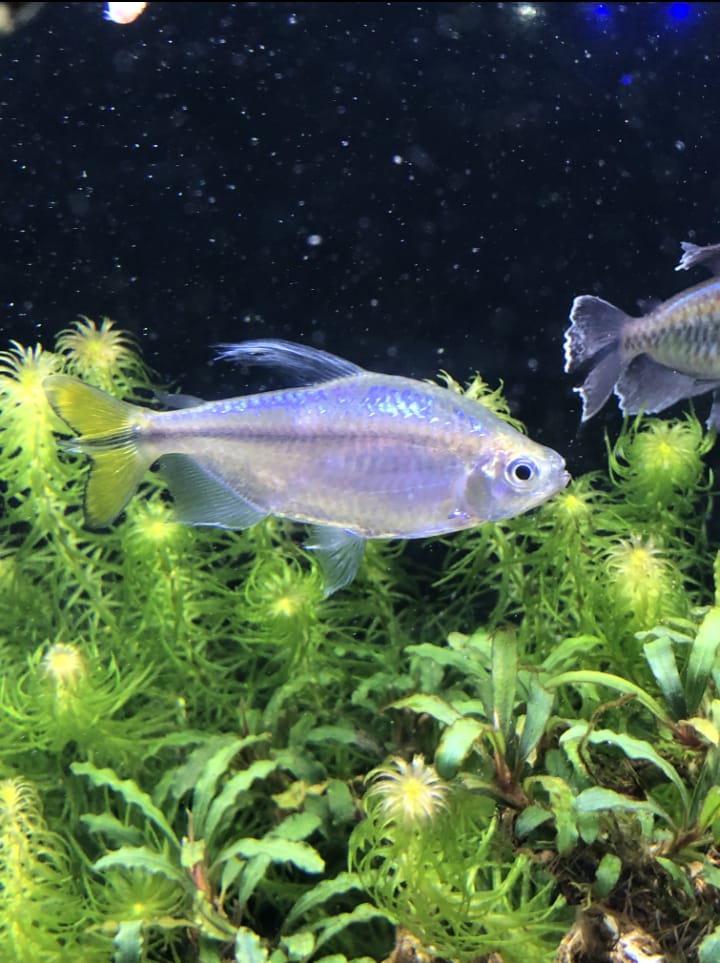 Yellow-tailed congo tetra