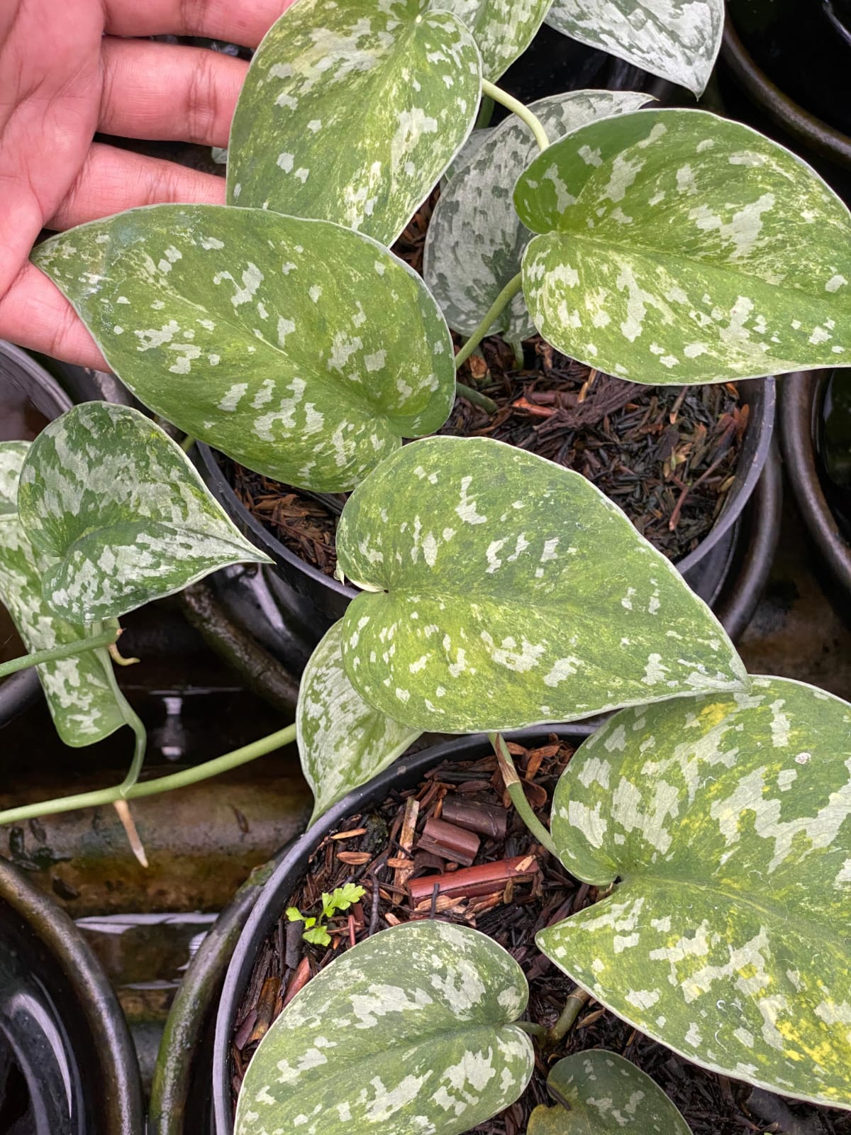 Scindapsus argyraeus gog