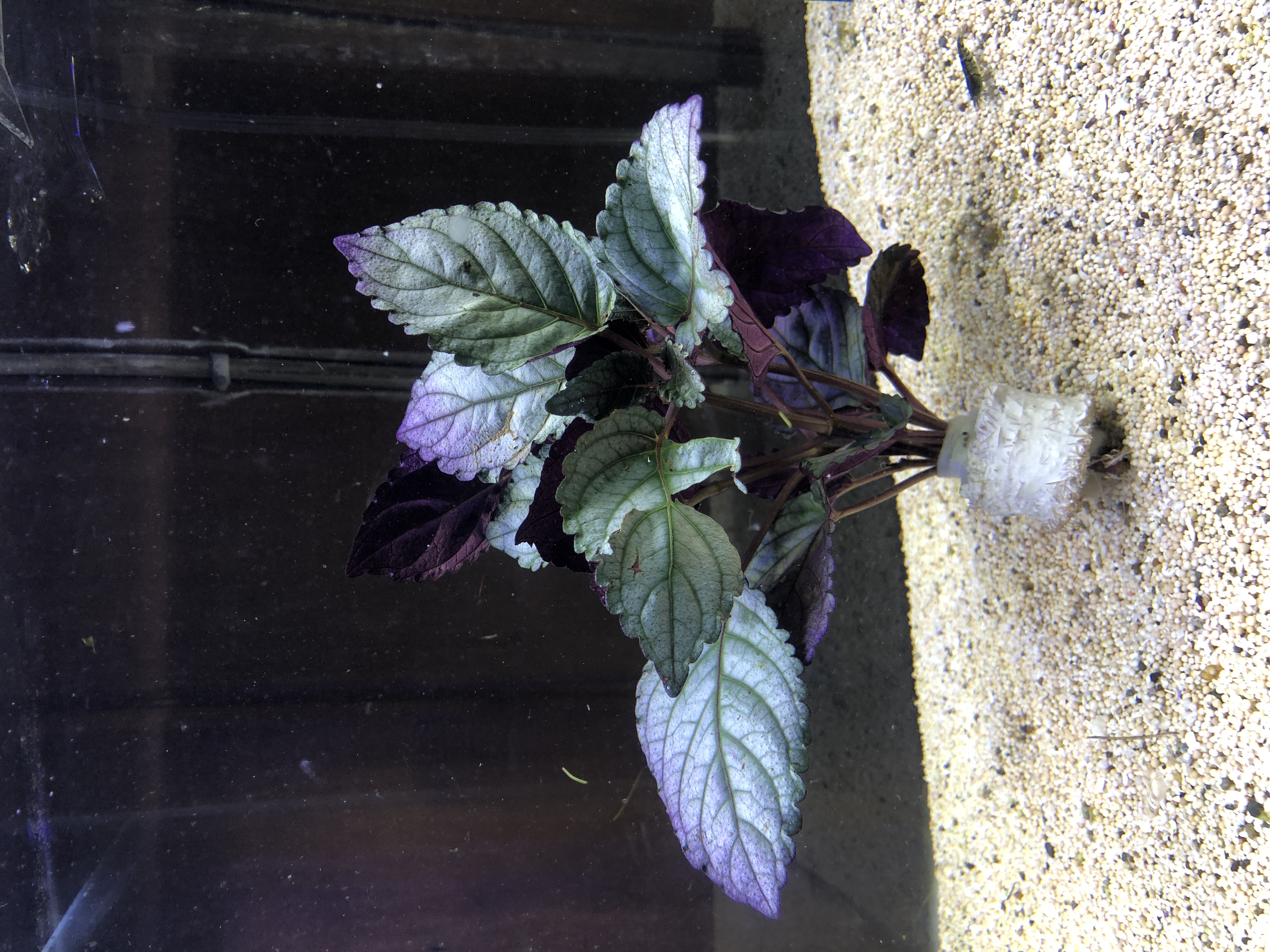 Hemigraphis colorata exotica