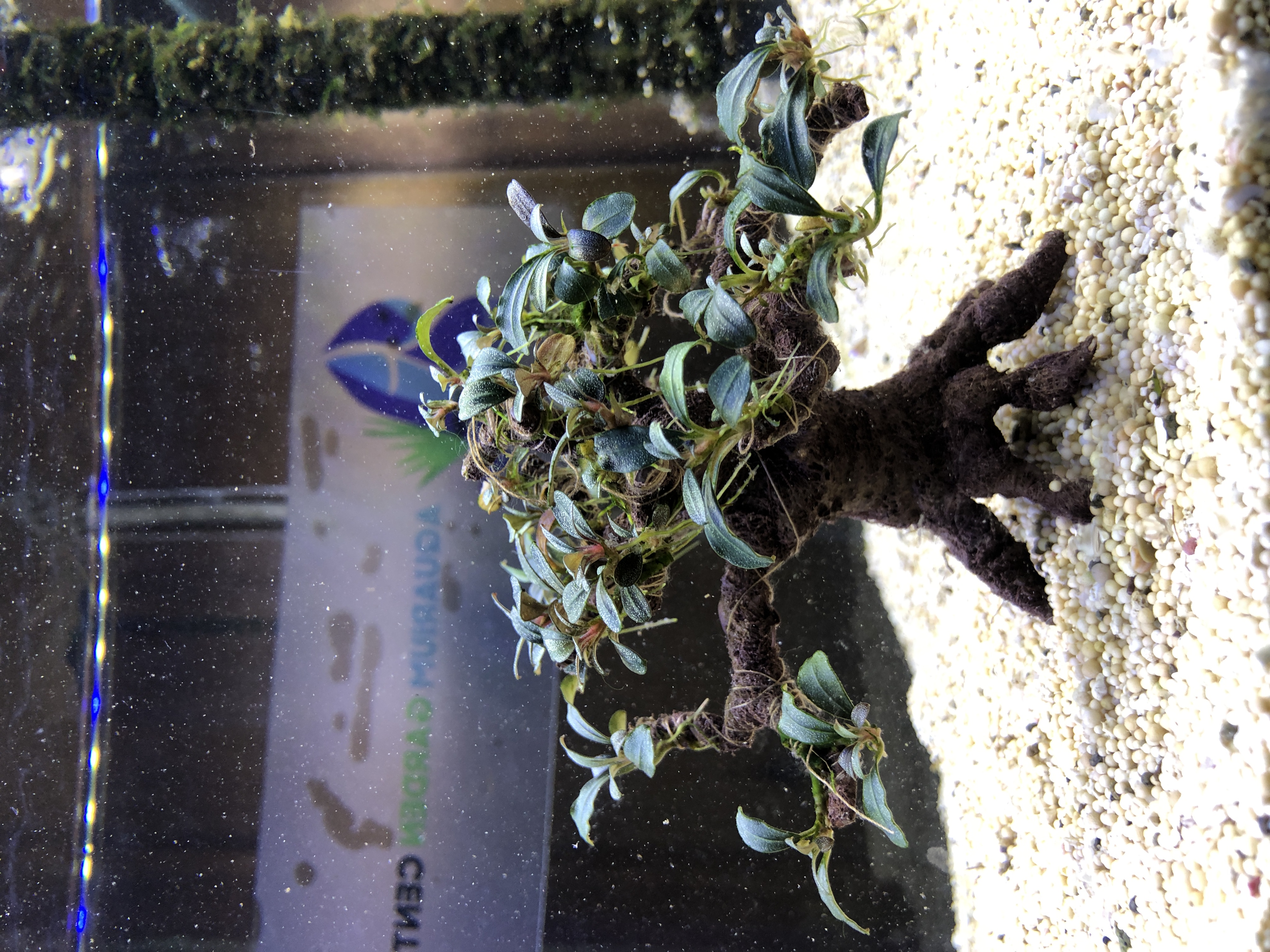 Bucephalandra on bonsai m