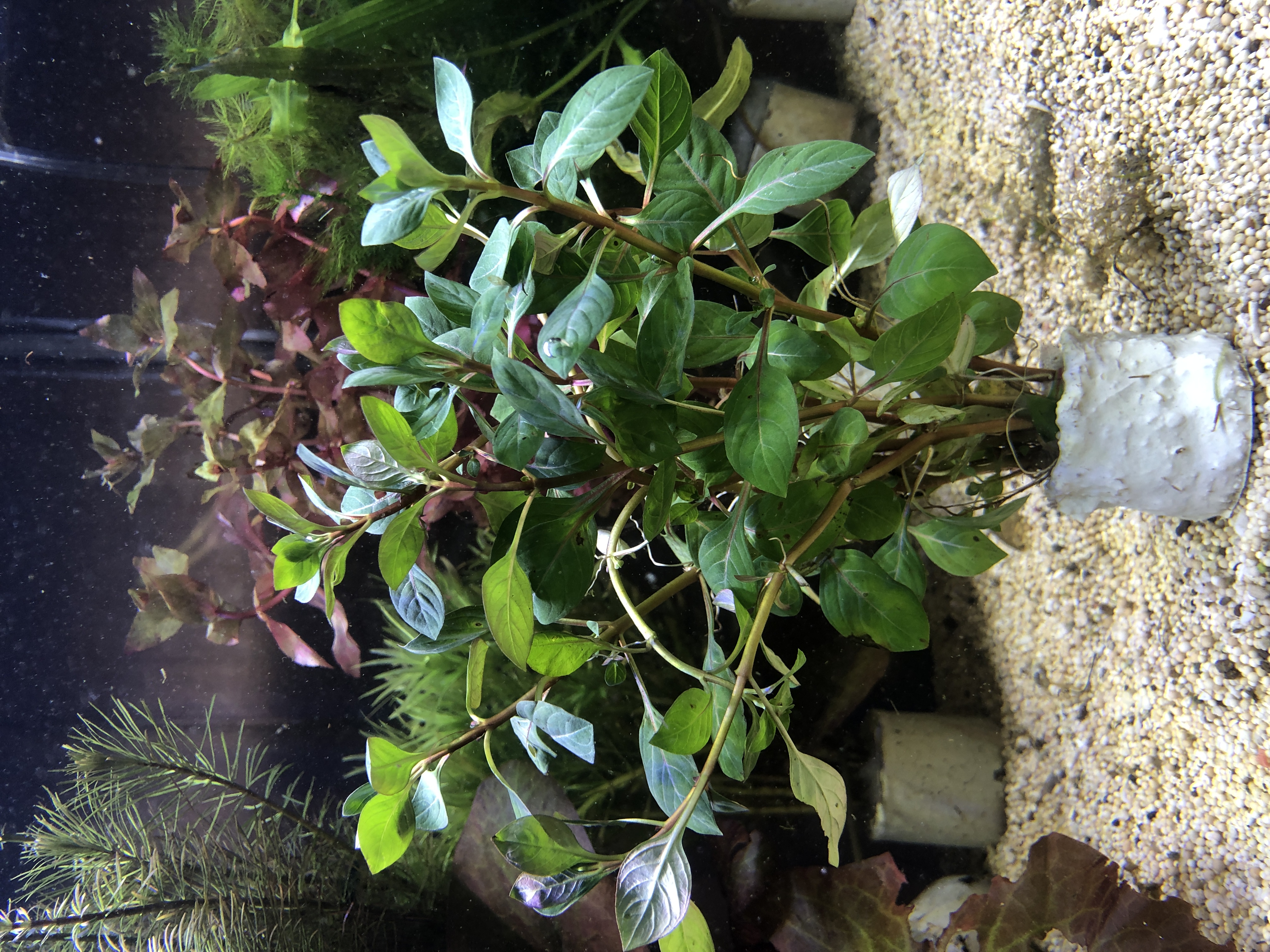 Ludwigia palustris 'green'