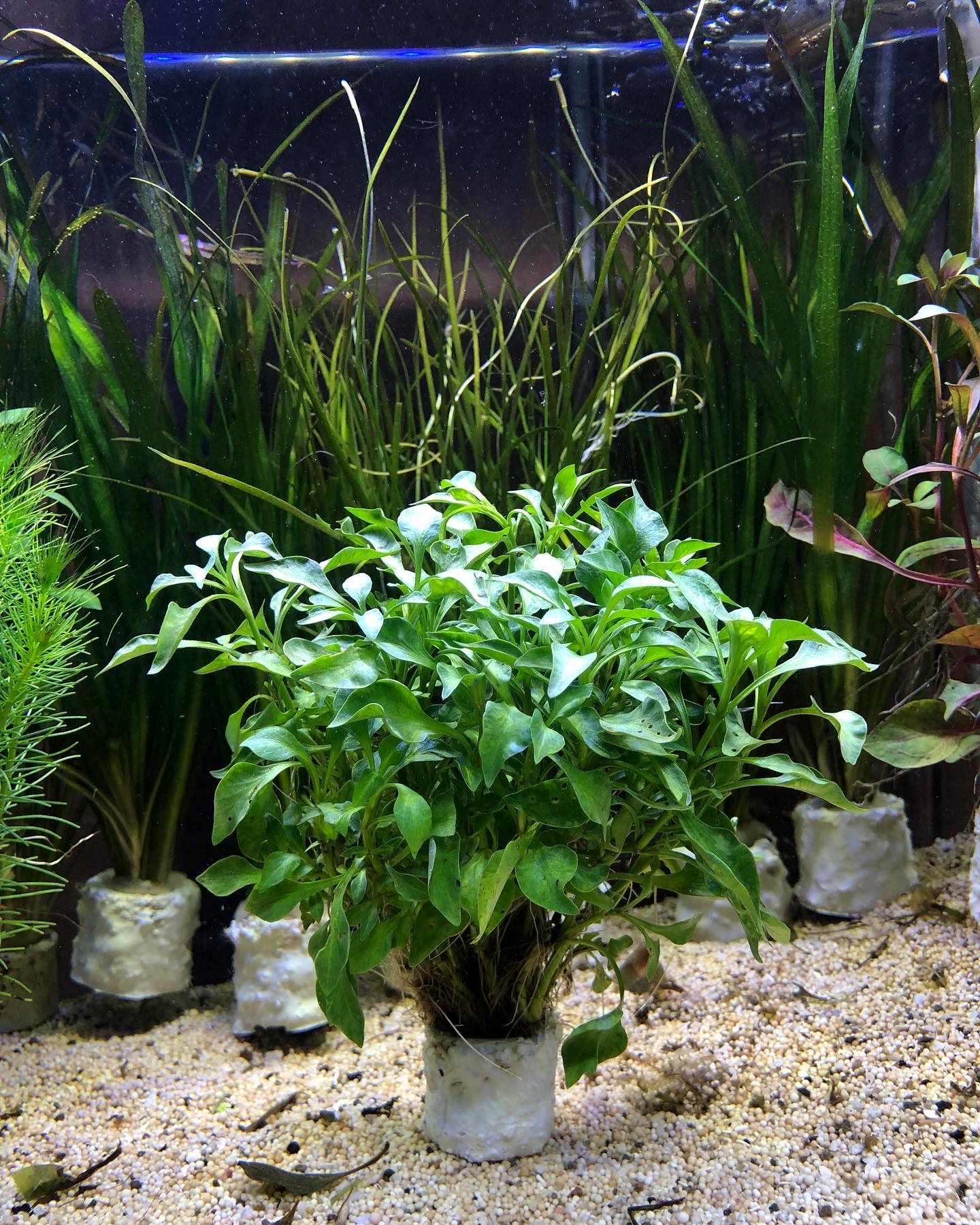 Alternanthera bettzickiana ‘Aurea’