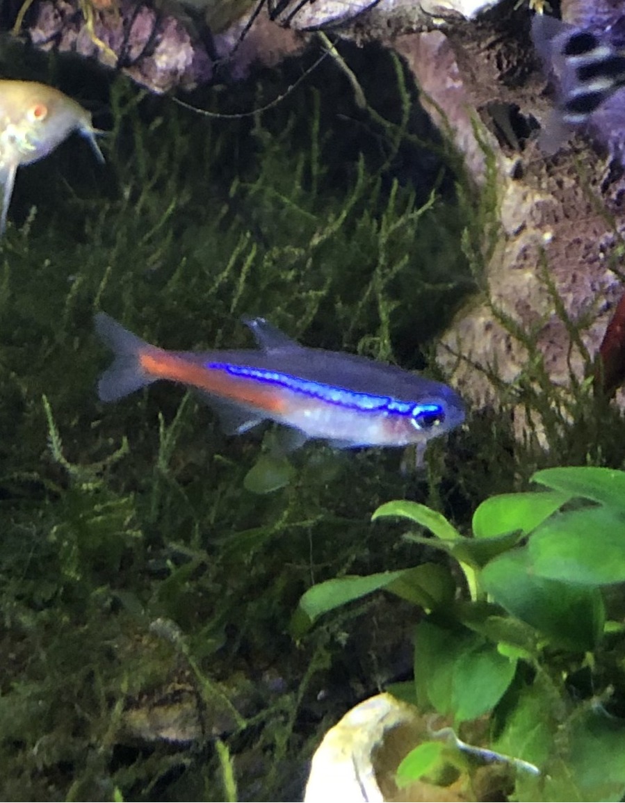 Neon tetra